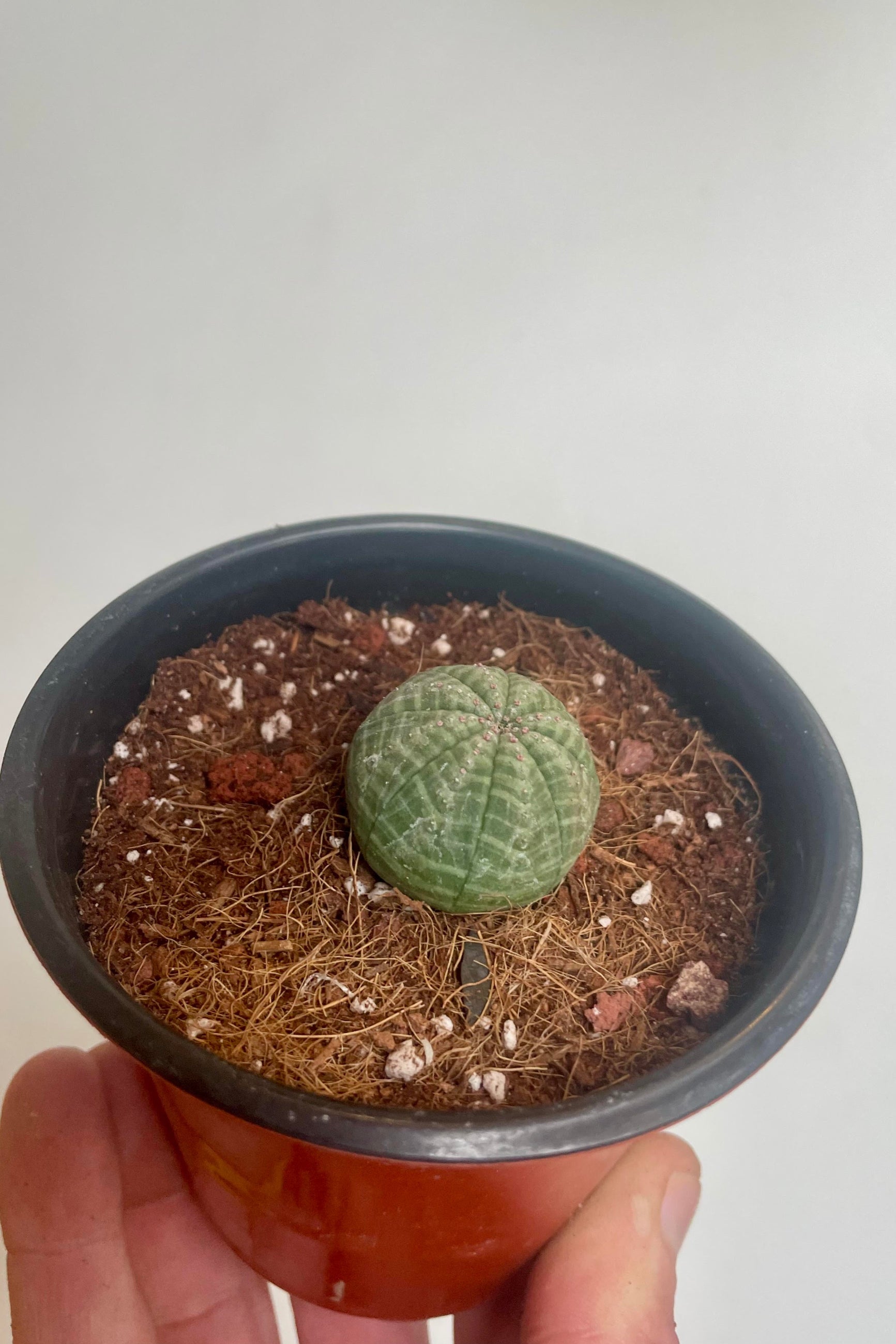 Photo of a hand holding a potted cactus in front of a white all ©Sprout Home