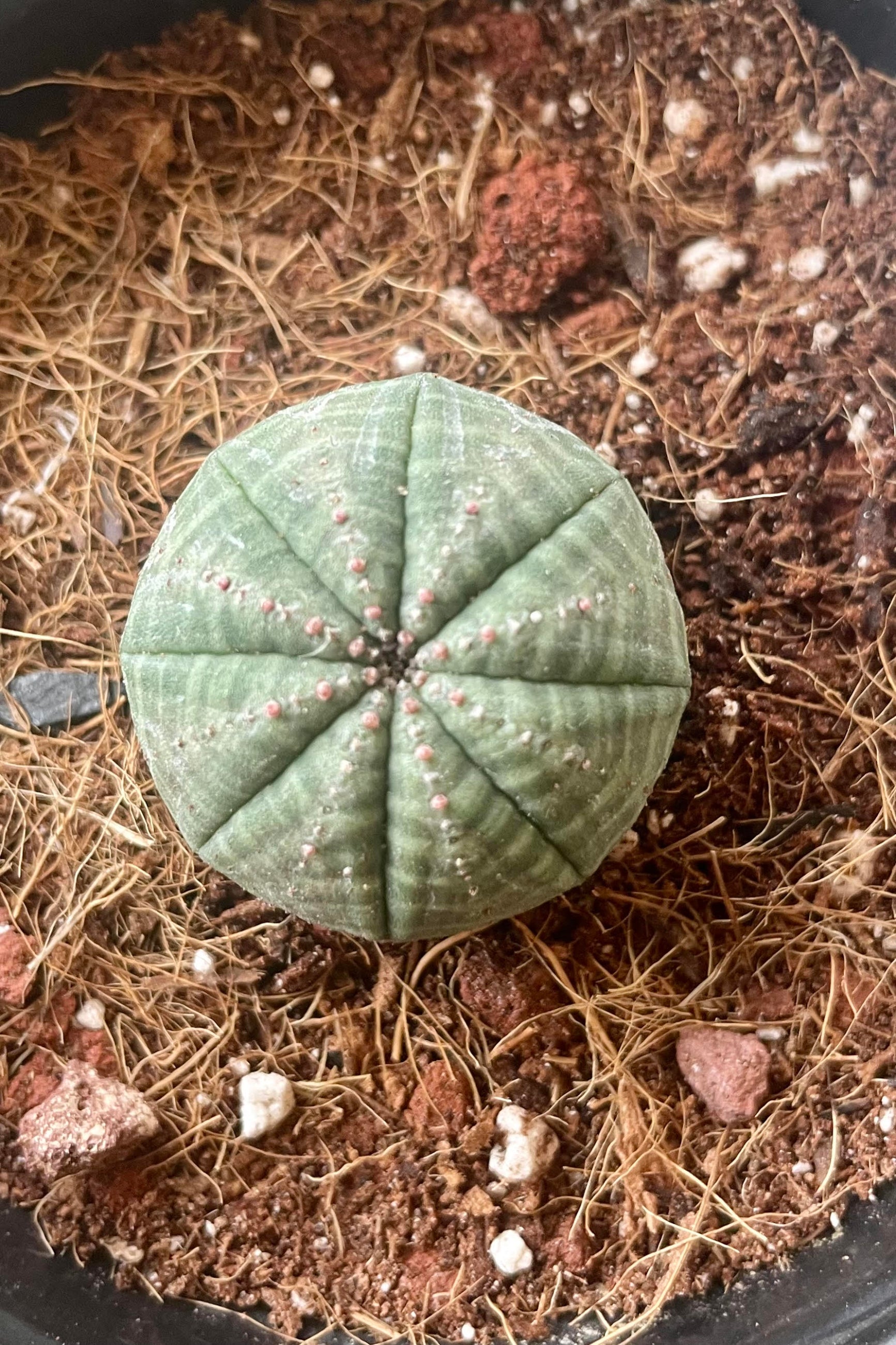 Photo from above of a round green cactus without spines with a soil background ©Sprout Home