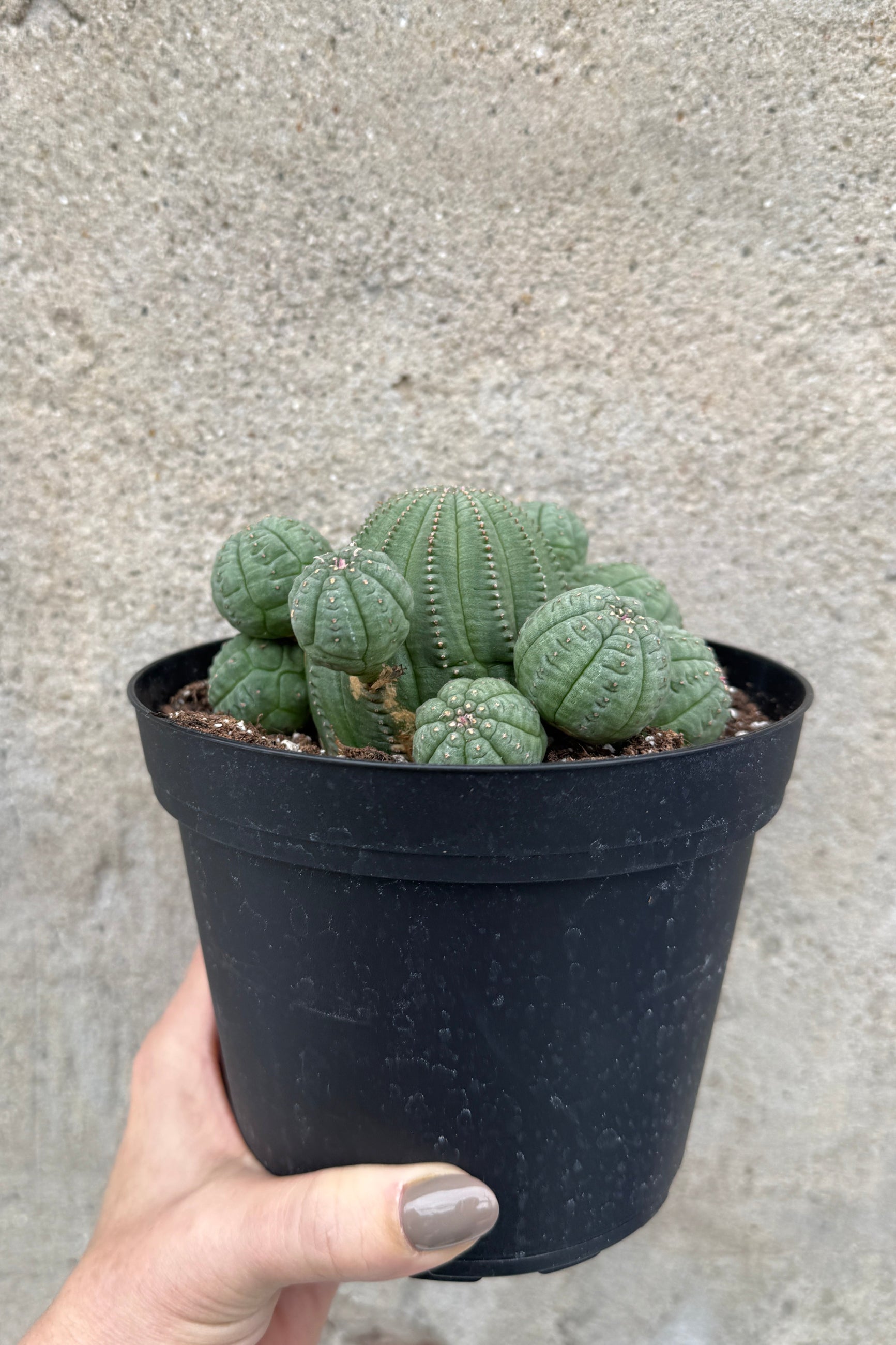 Small Euphorbia obesa 6" clump plant in a black pot held by a hand against a concrete wall. ©Sprout Home