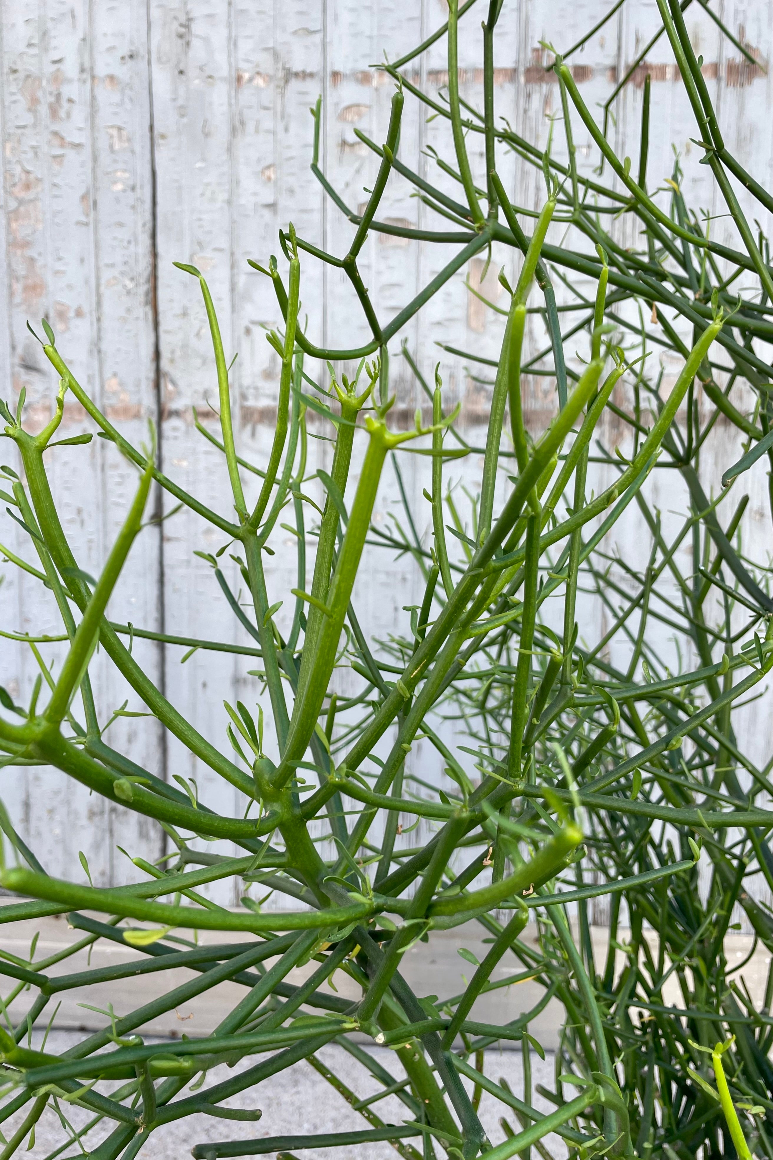 Close photo of fine stems and leaves of Euphoria tirucalli "Pencil Cactus" against a gray wall.