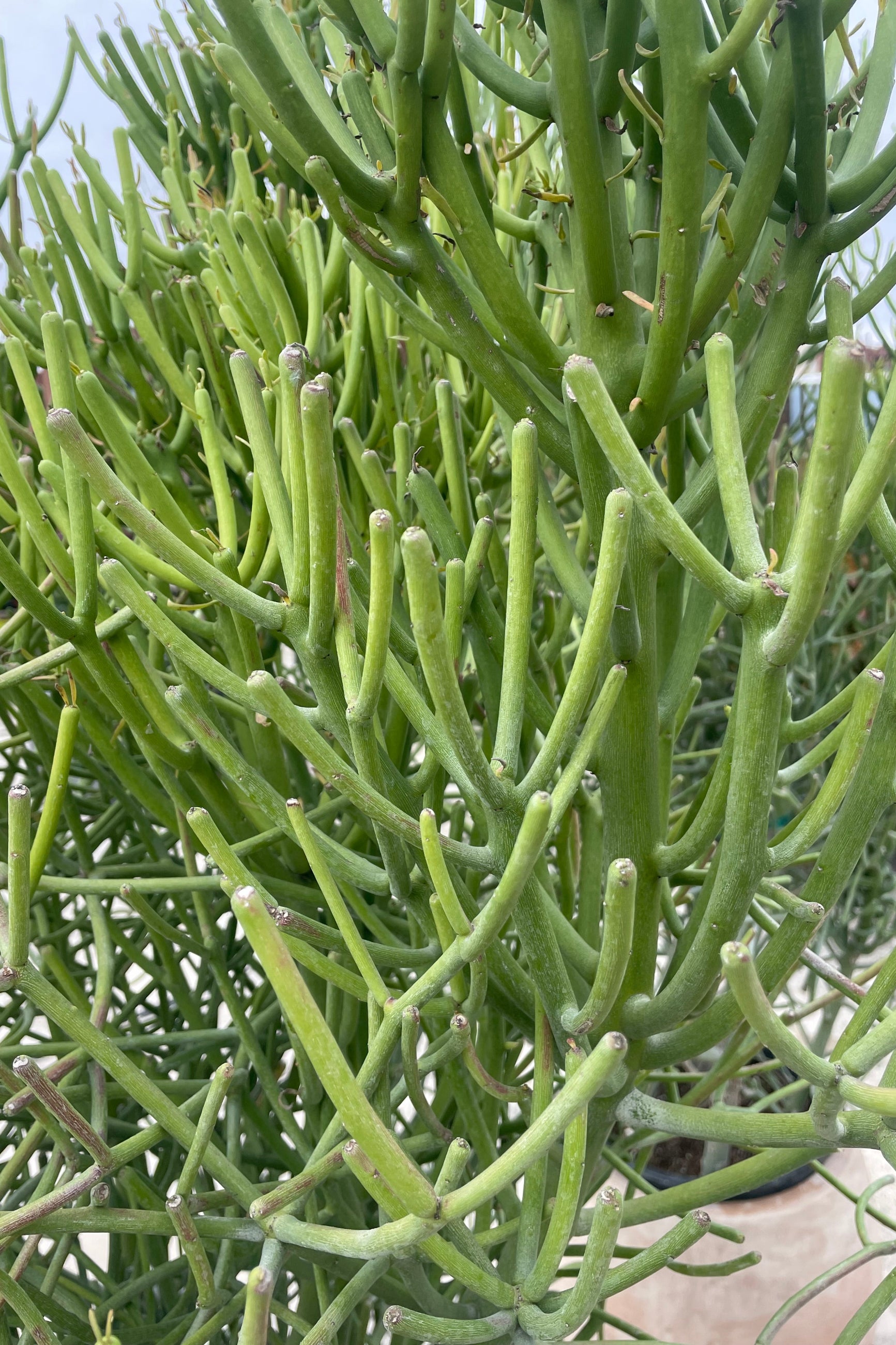 Close photo of green pencil cactus stems ©Sprout Home