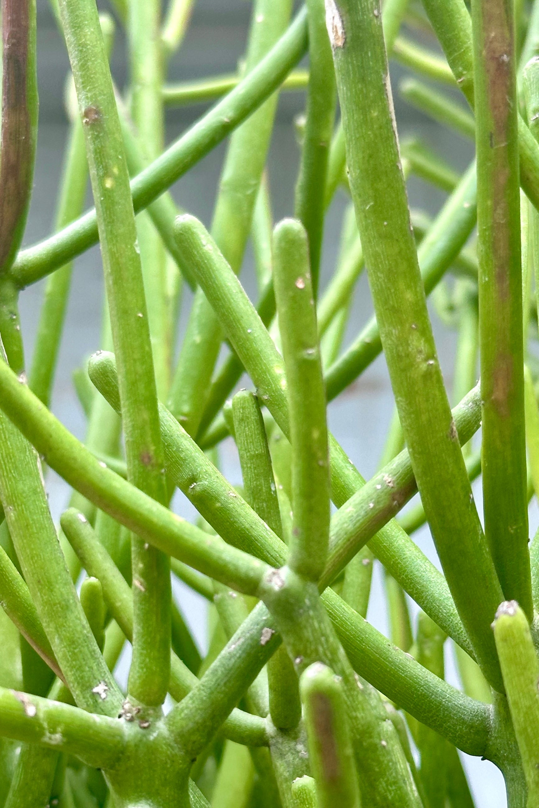 Detail of the pencil like foliage of the Euphorbia tirucalli. ©Sprout Home