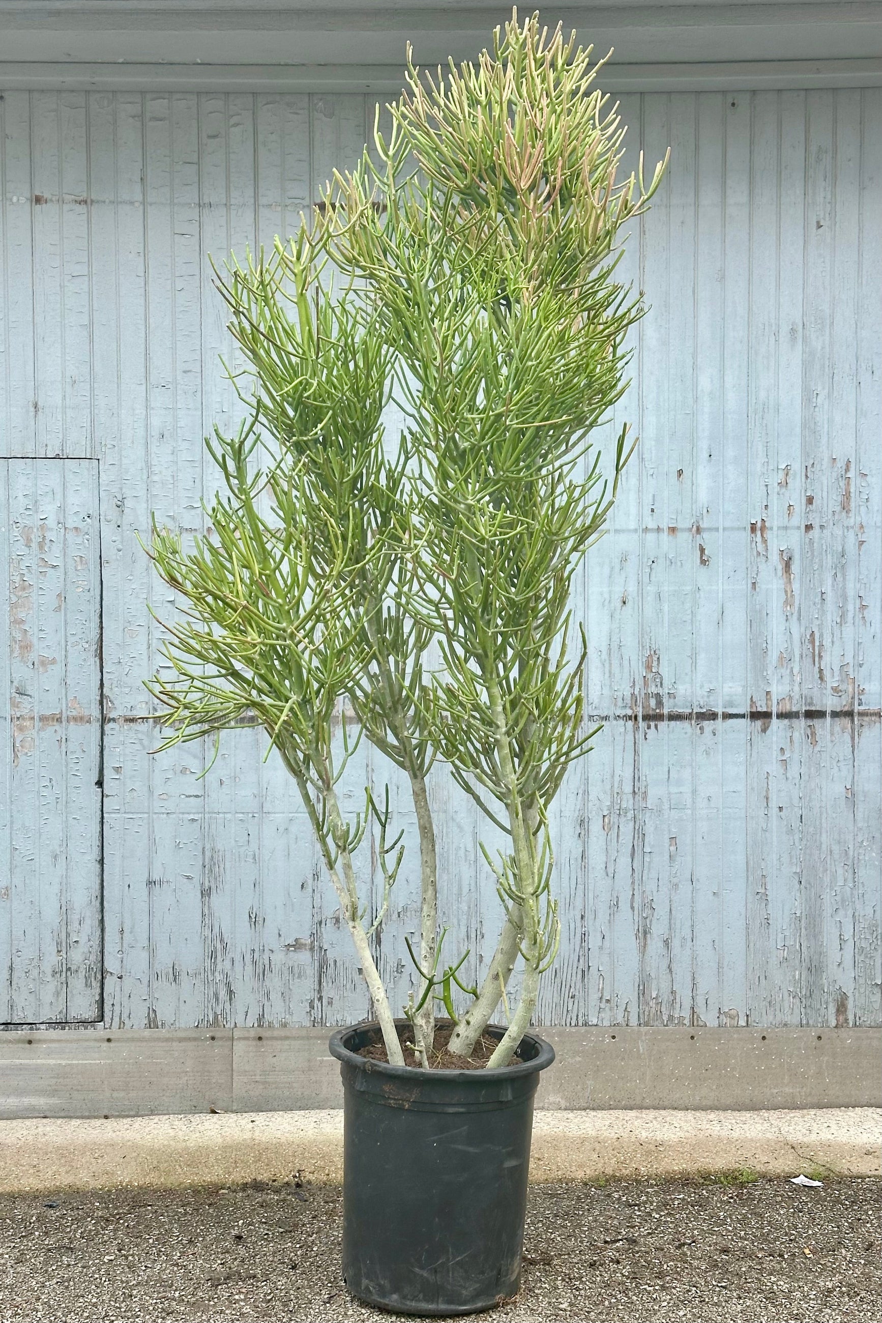 A massive Euphorbia "Pencil Cactus" in a #15 growers pot at Sprout Home standing tall in front of a wood wall. ©Sprout Home