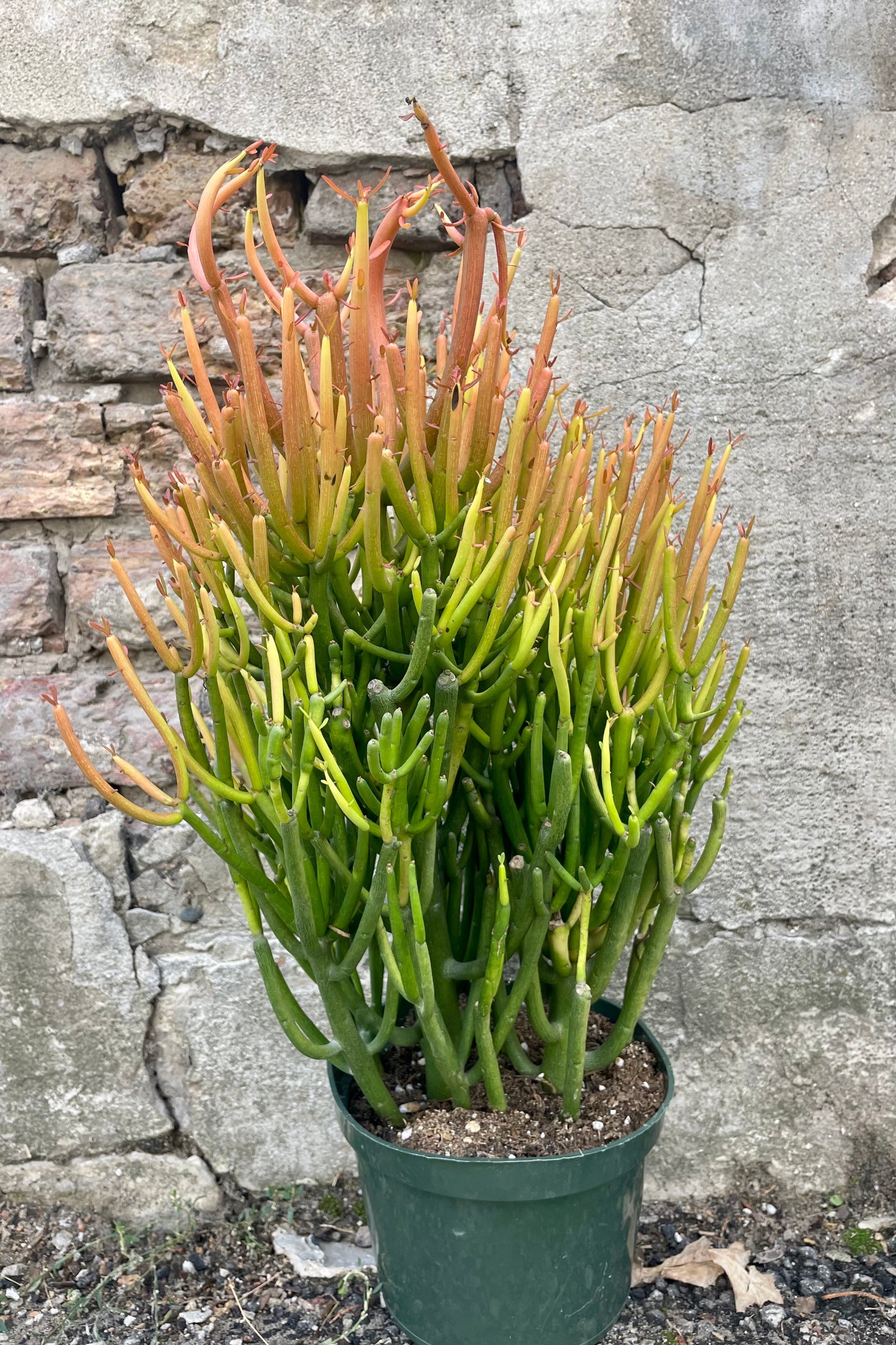 Photo of Euphorbia "Fire Sticks" Pencil Cactus houseplant in a green pot against a cement wall ©Sprout Home