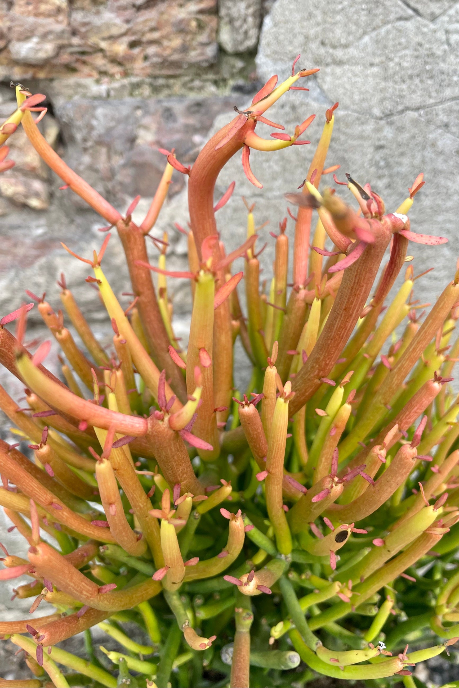 Close photo of colorful leaves and stems of Euphorbia "pencil cactus" houseplant against a cement wall. ©Sprout Home