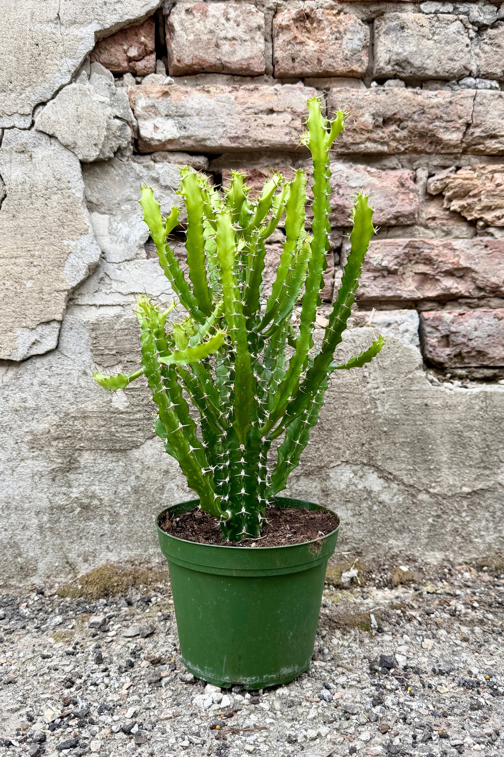 Euphorbia wakefieldii plant potted in a 6" growers pot in front of a textured stone wall ©Sprout Home