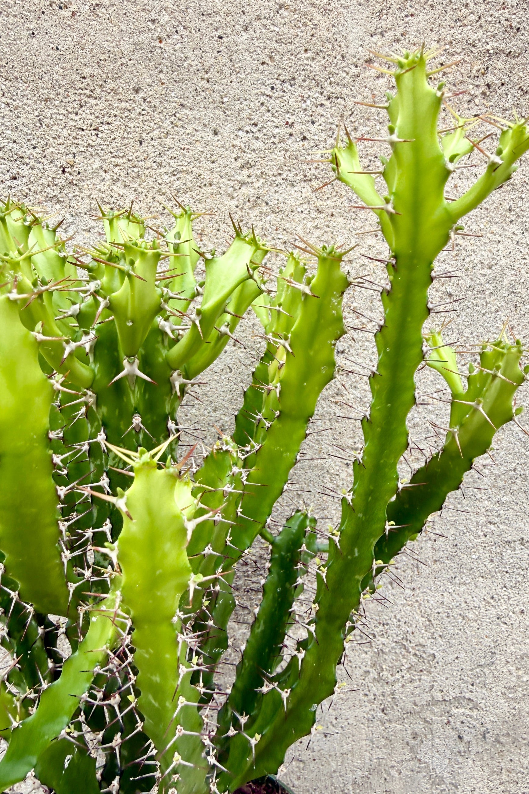 Euphorbia Wakefieldii plant up close showing the needles and thick body ©Sprout Home