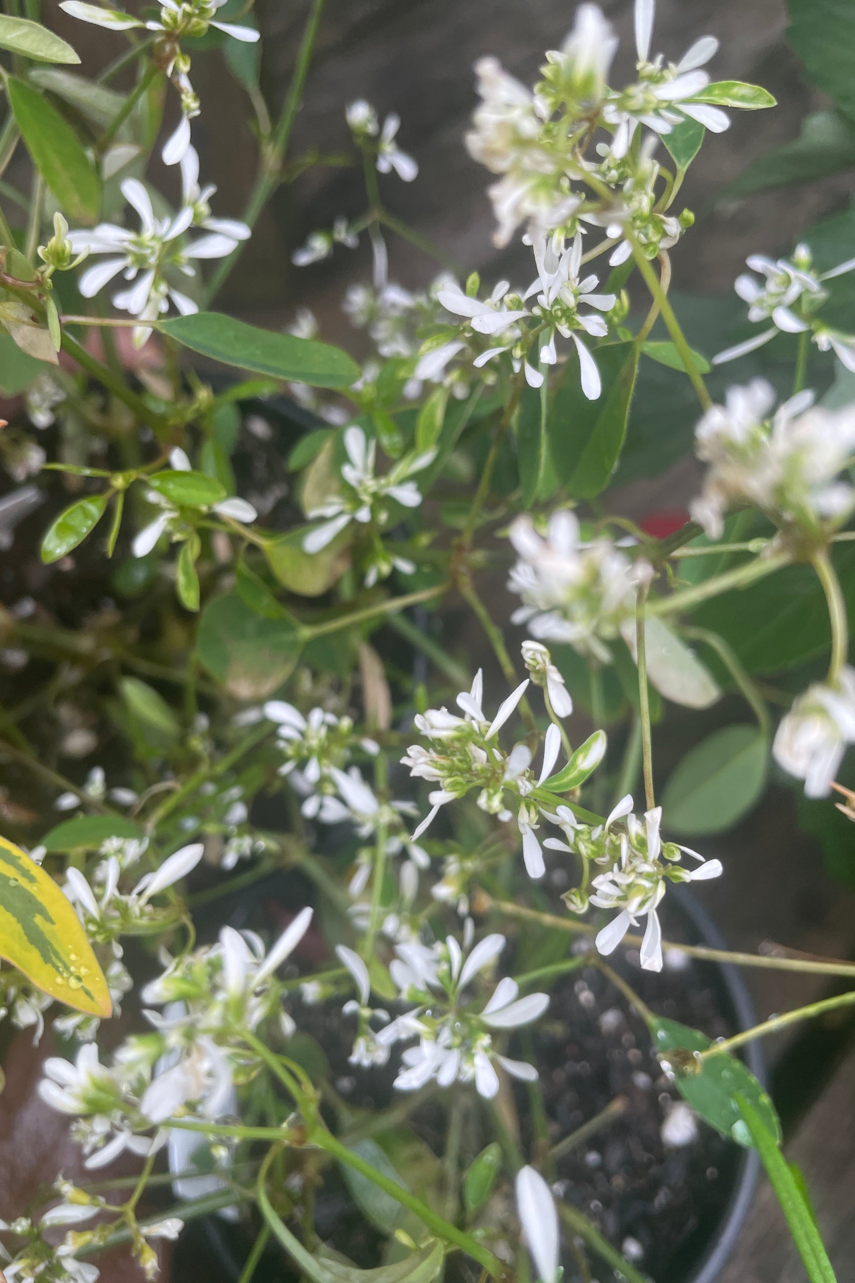 Euphorbia 'White Flash' in bloom with its white small flowers floating in the wind up close in May at Sprout Home. ©Sprout Home