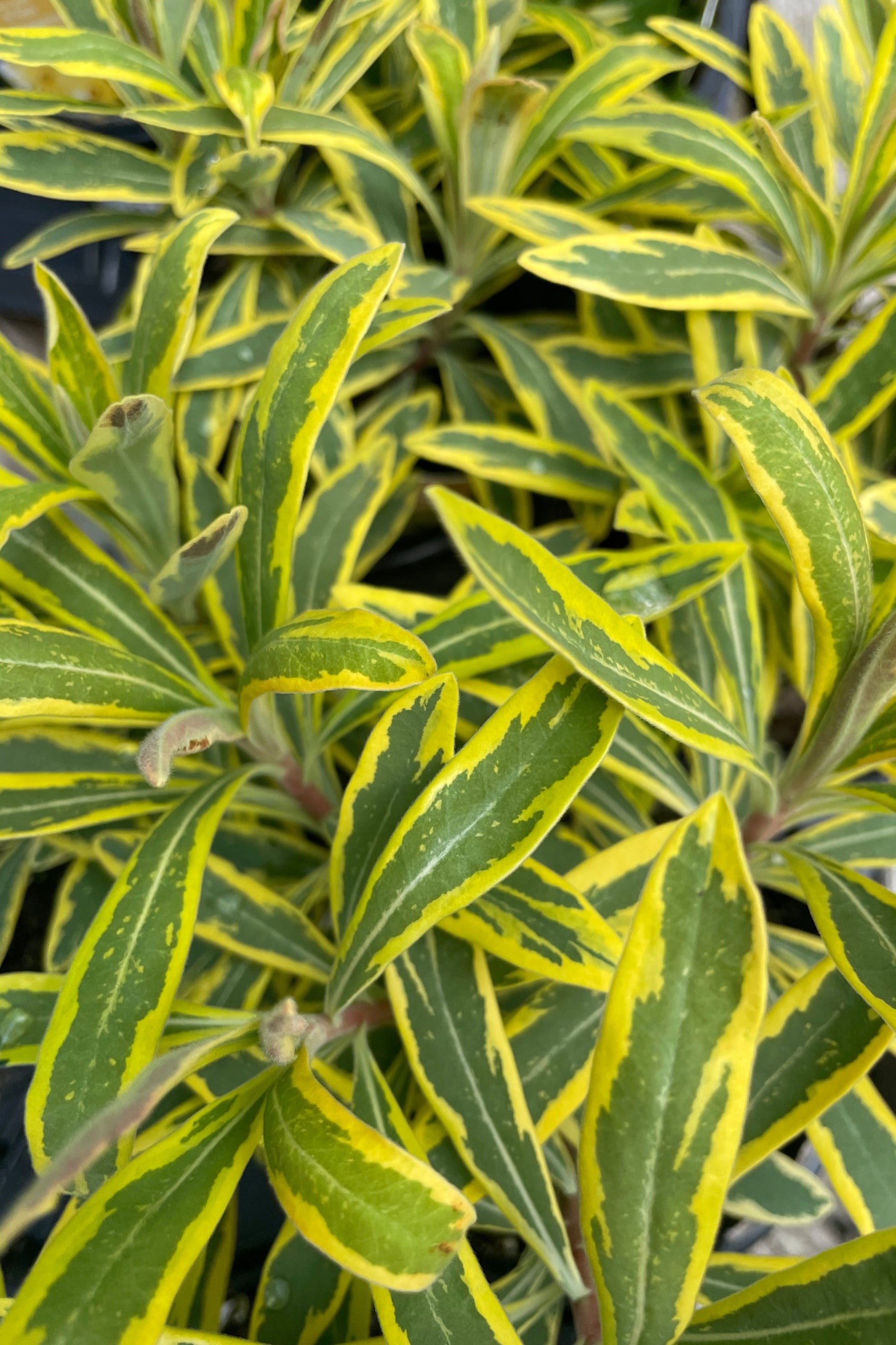 Euphorbia 'Ascot Rainbow' up close showing the yellow and green variegated leaves the beginning of April ©Sprout Home