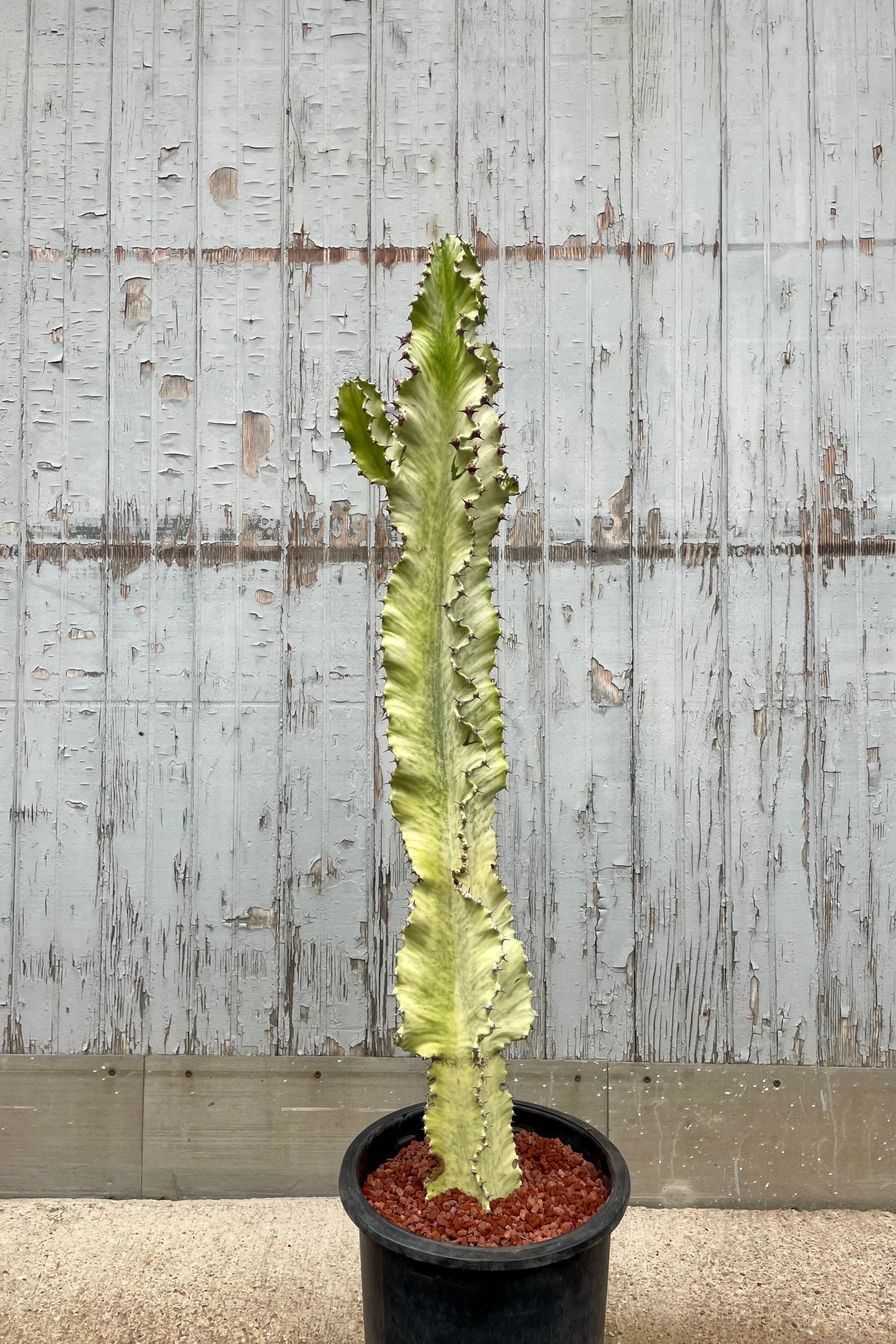 A tall branching green and white Euphorbia in front of a wooden wall ©Sprout Home