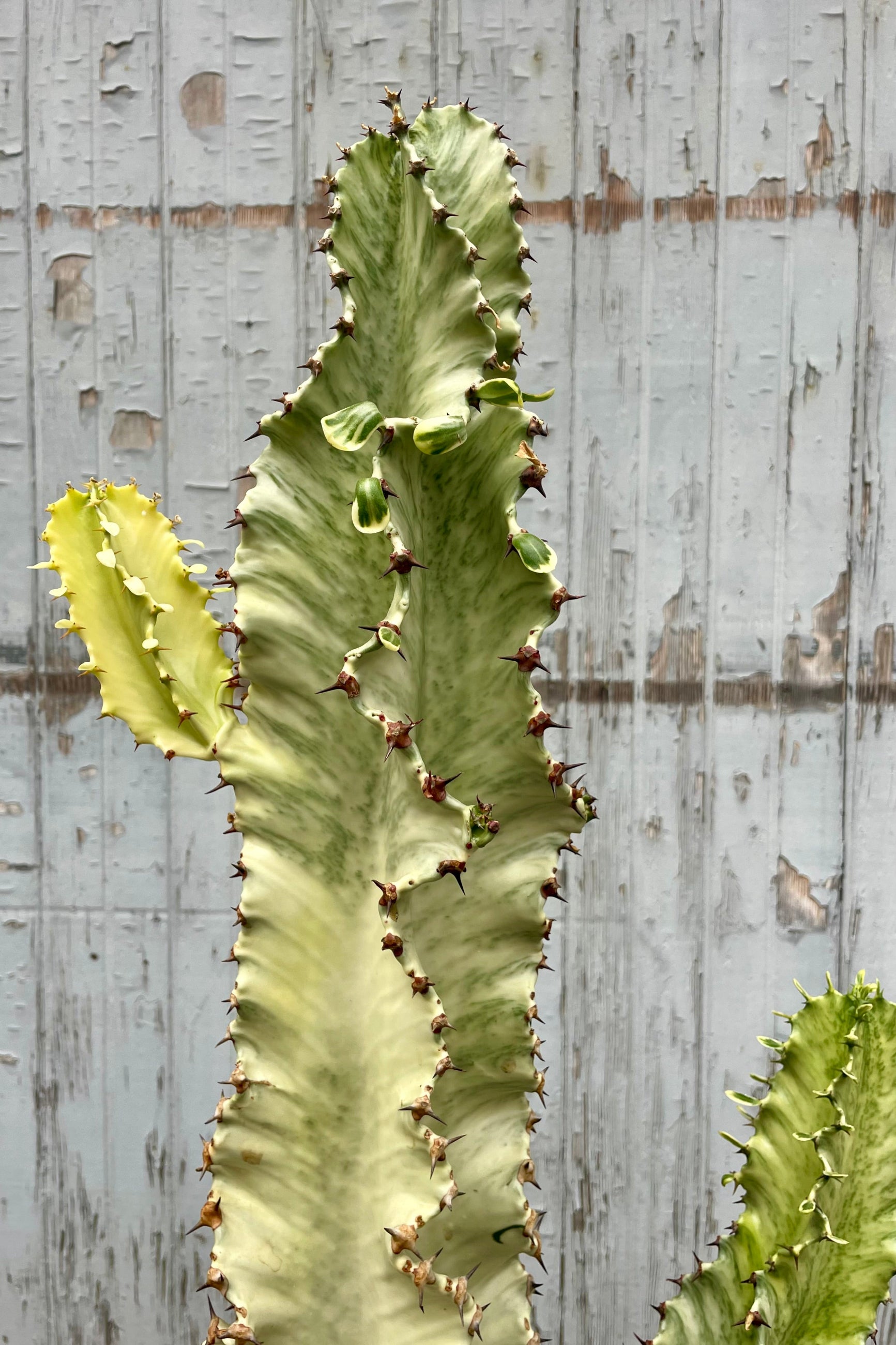 Close photo of A tall branching green and white Euphorbia in front of a wooden wall ©Sprout Home
