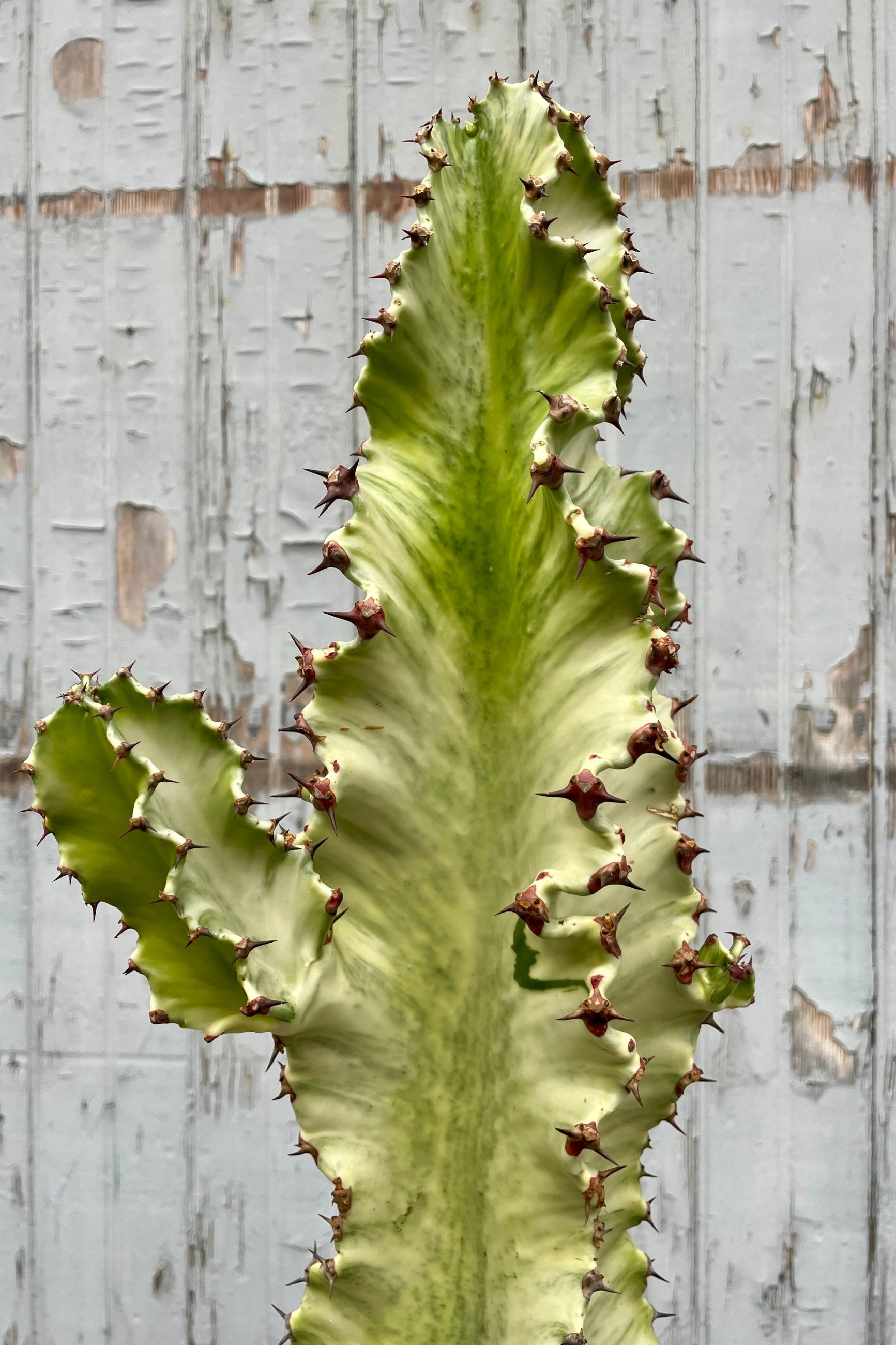 Close photo of A tall branching green and white Euphorbia in front of a wooden wall ©Sprout Home