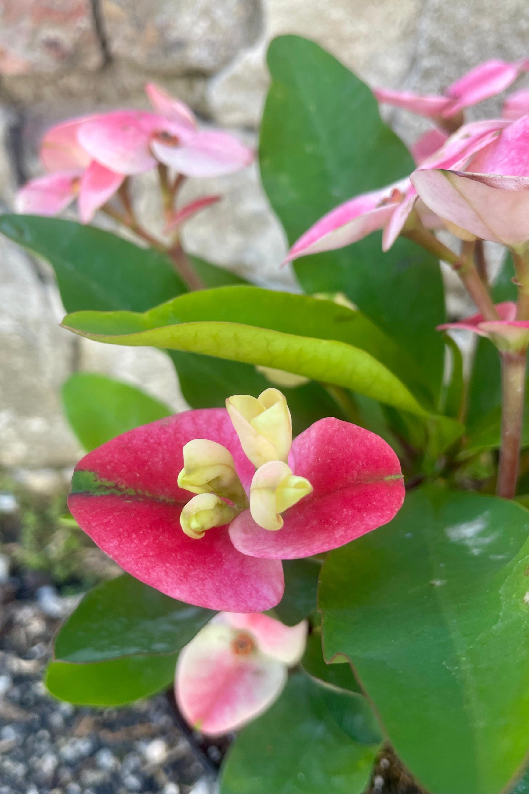 Close Photo of Euphoriba mnilii "Crown of thorns" plant in a black pot against a cement wall. The plant has wide green leaves and pink bracts surrounding small flowers. ©Sprout Home