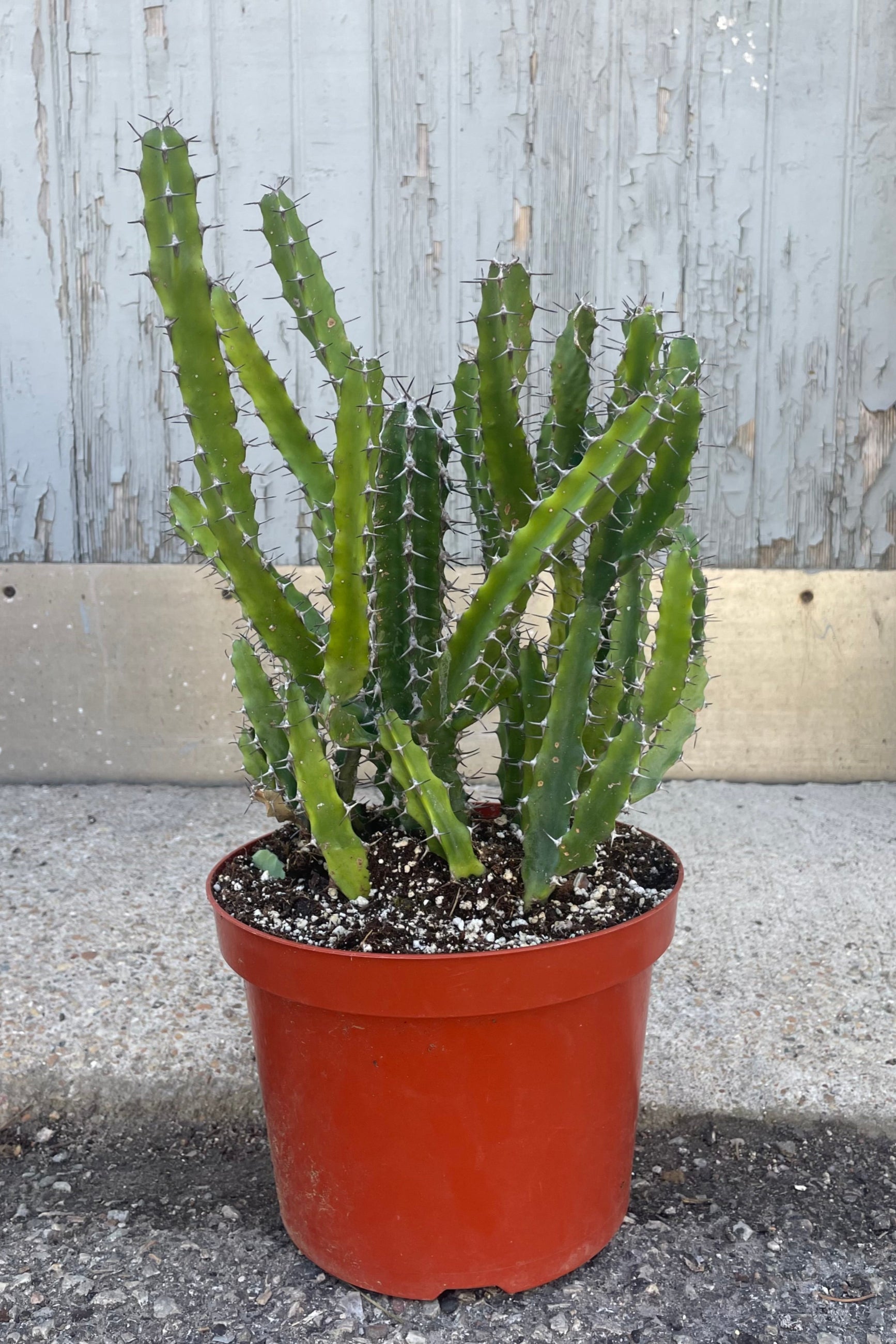 Photo of a spikey succulent plant with many small stems. Euphorbia evansii in an orange pot in front of a gray wall Sprout Home