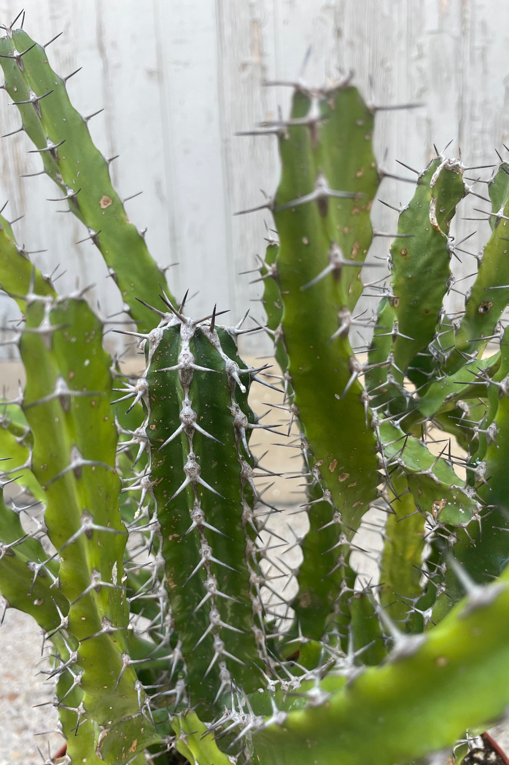 Close up photo of a spikey succulent plant with many small stems. Euphorbia evansii in front of a gray wall Sprout Home ©Sprout Home