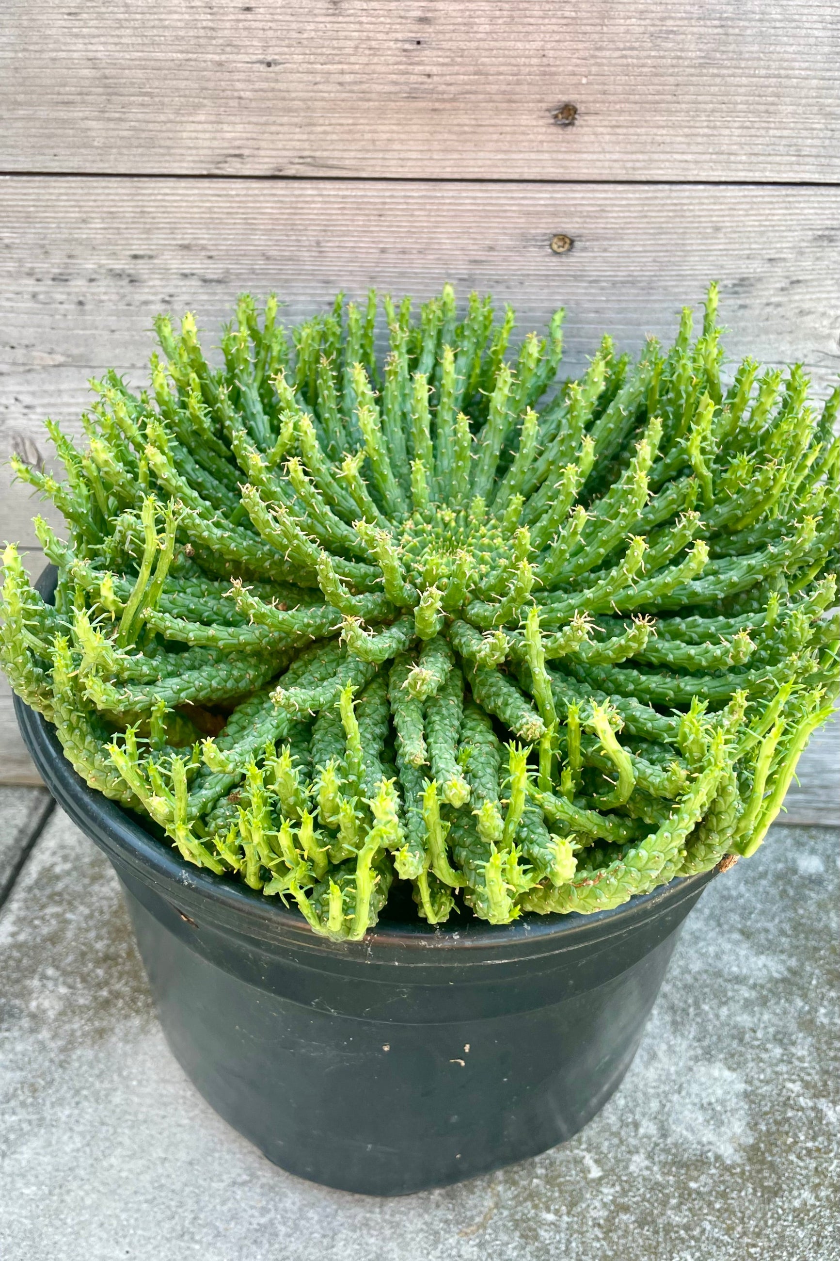 A low growing green Euphorbia "Medusa" in front of a gray wall ©Sprout Home
