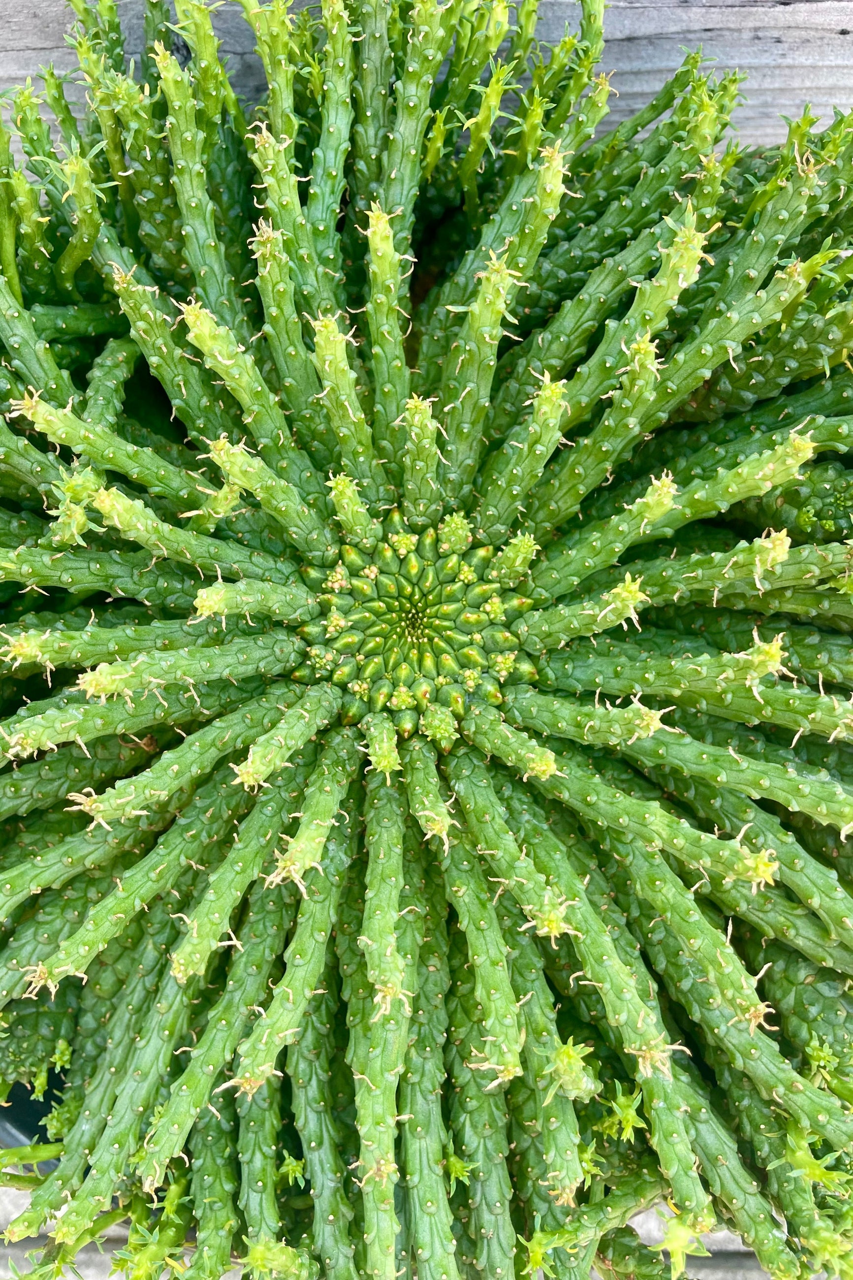 A top down view of dense succulent plant stems and leaves ©Sprout Home