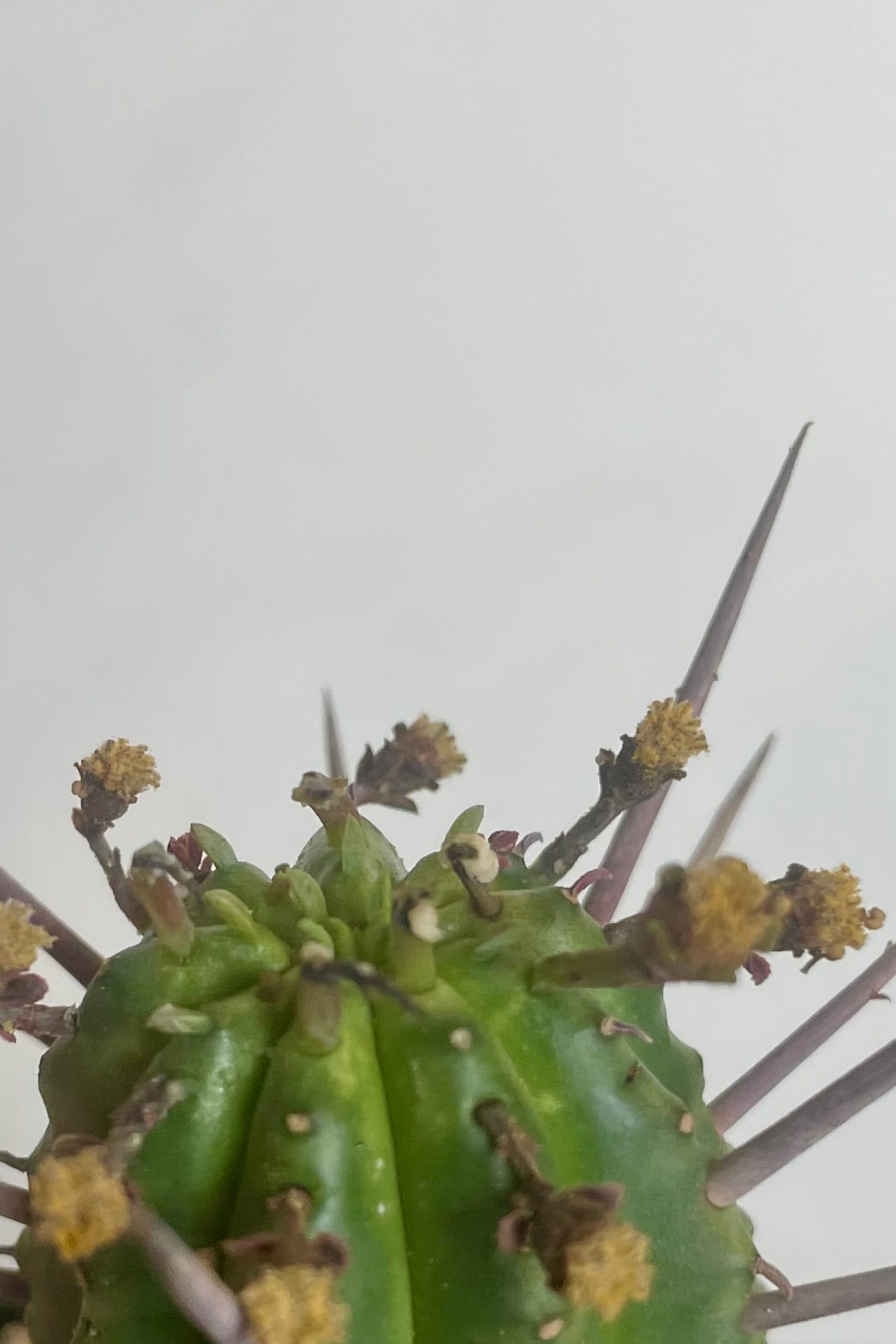 A close photo of a succulent plant with spines ©Sprout Home