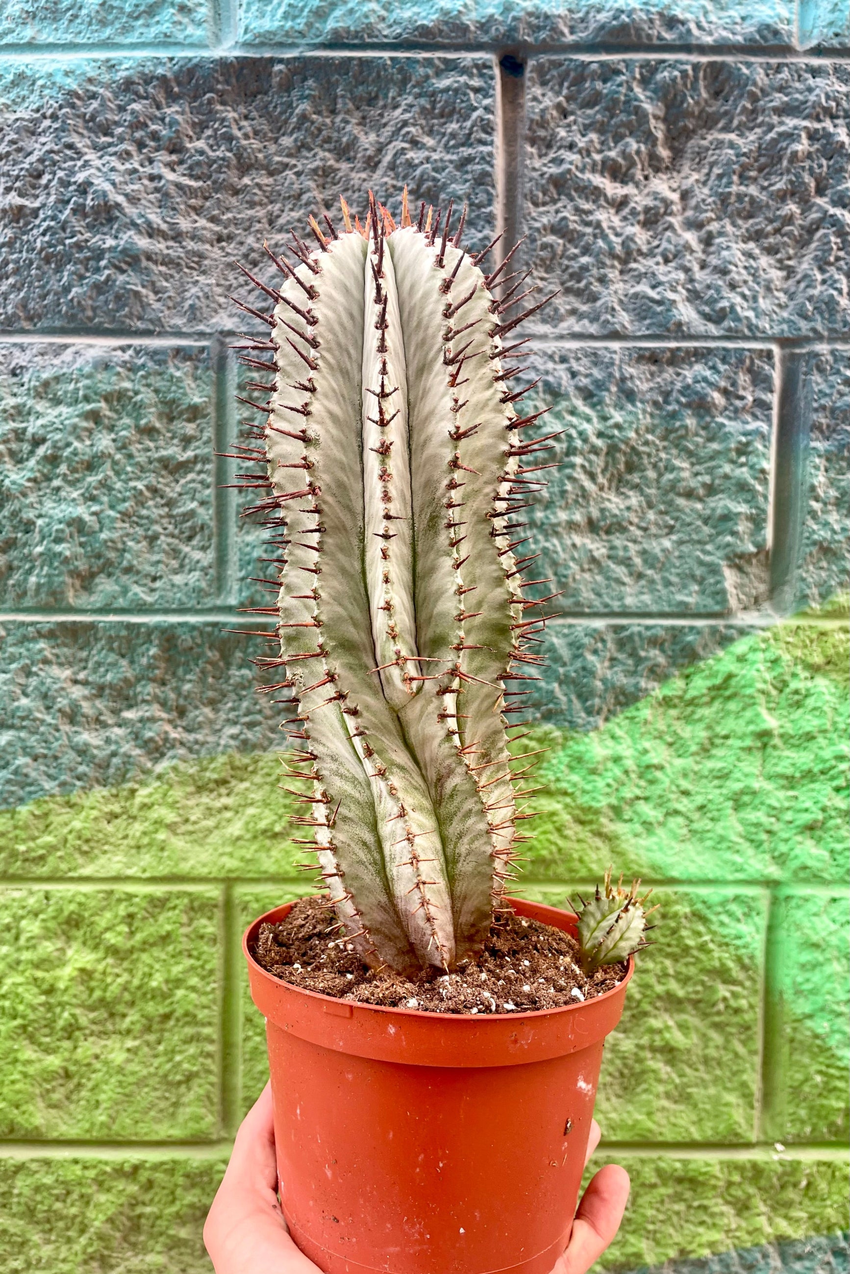 Photo of a potted Euphorbia in front of a colorful wall. Euphorbia horrida ©Sprout Home