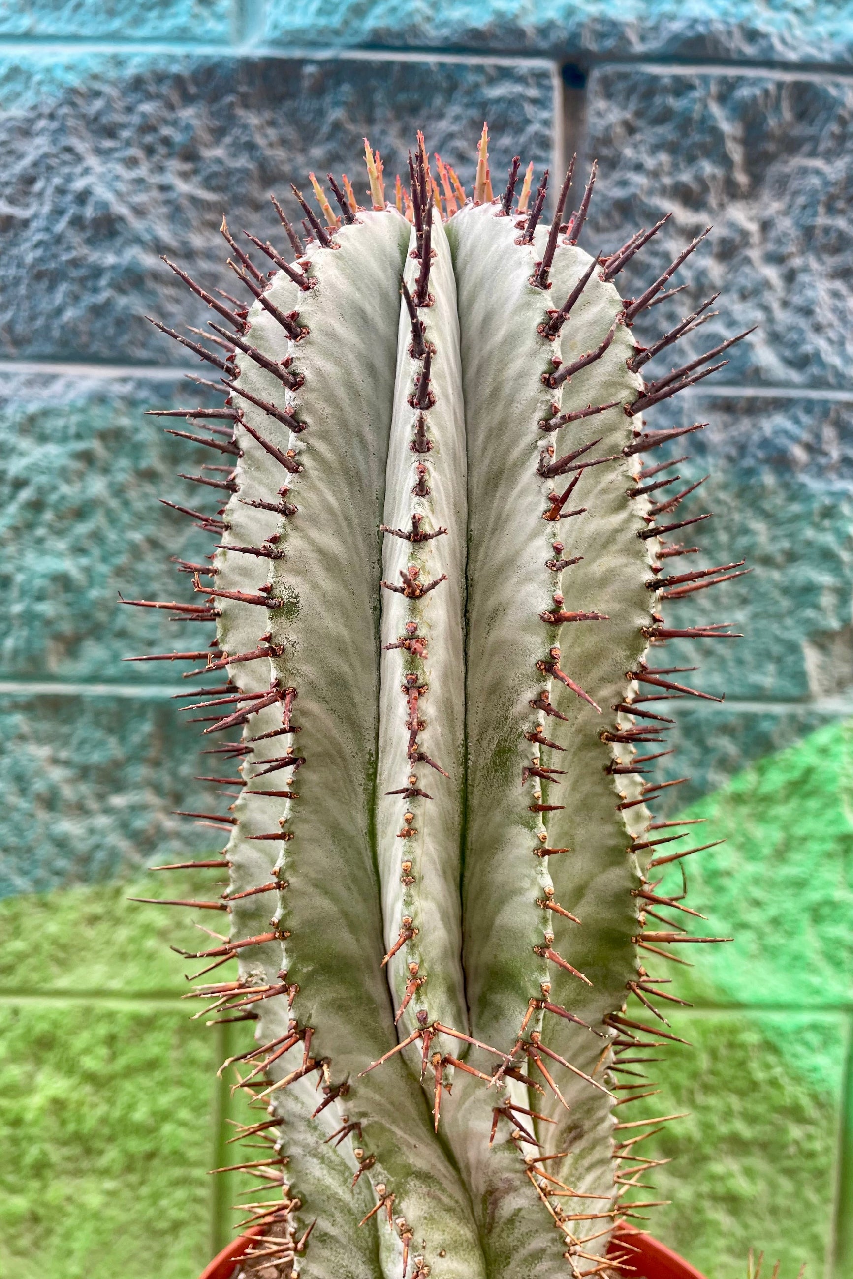 Close photo of a gray Euphorbia with brown spines. Euphorbia horrida ©Sprout Home