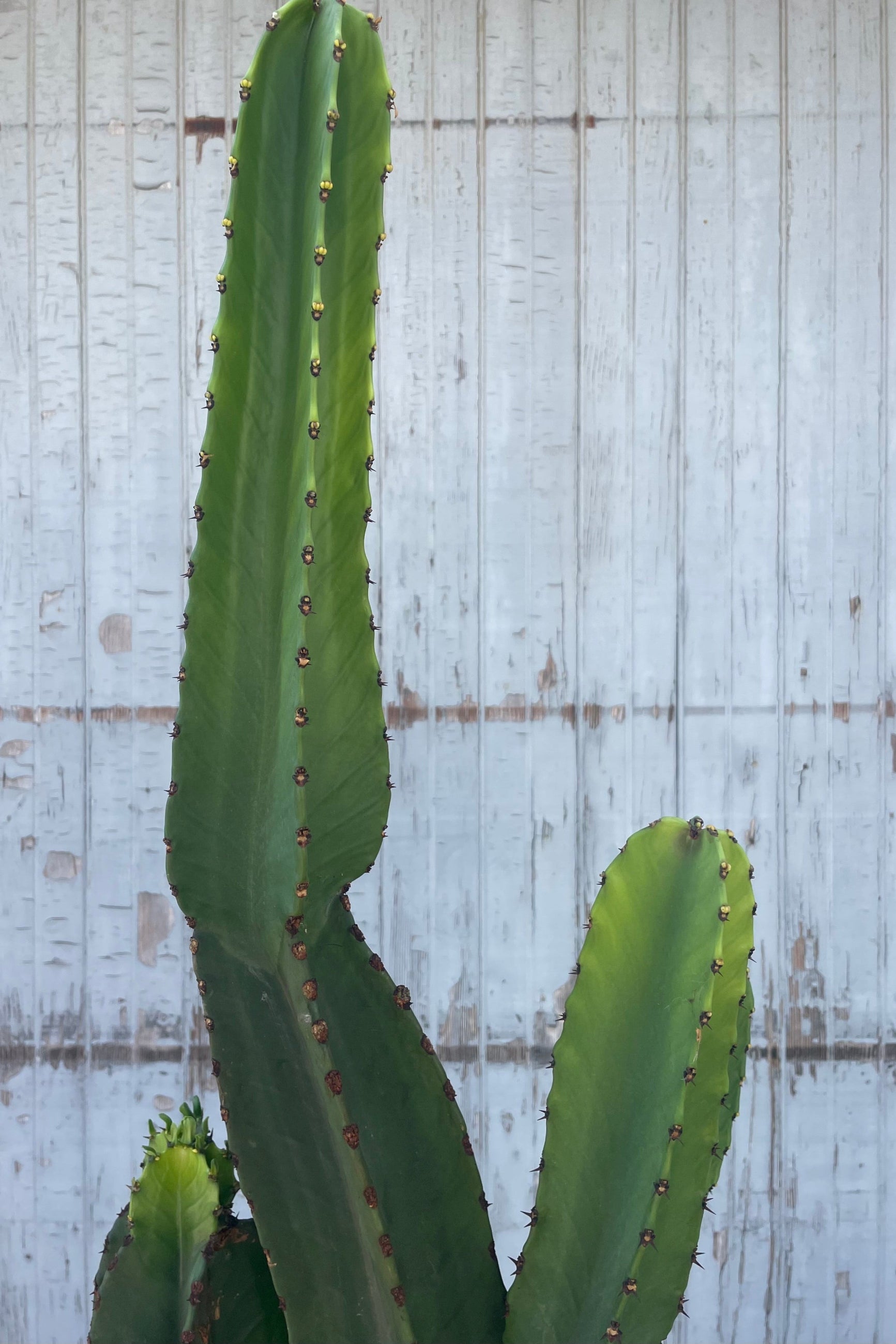 Close photo of a tall green succulent in front of a gray wall. The Euphorbia lactea plant is slender and tall with branching stems. ©Sprout Home
