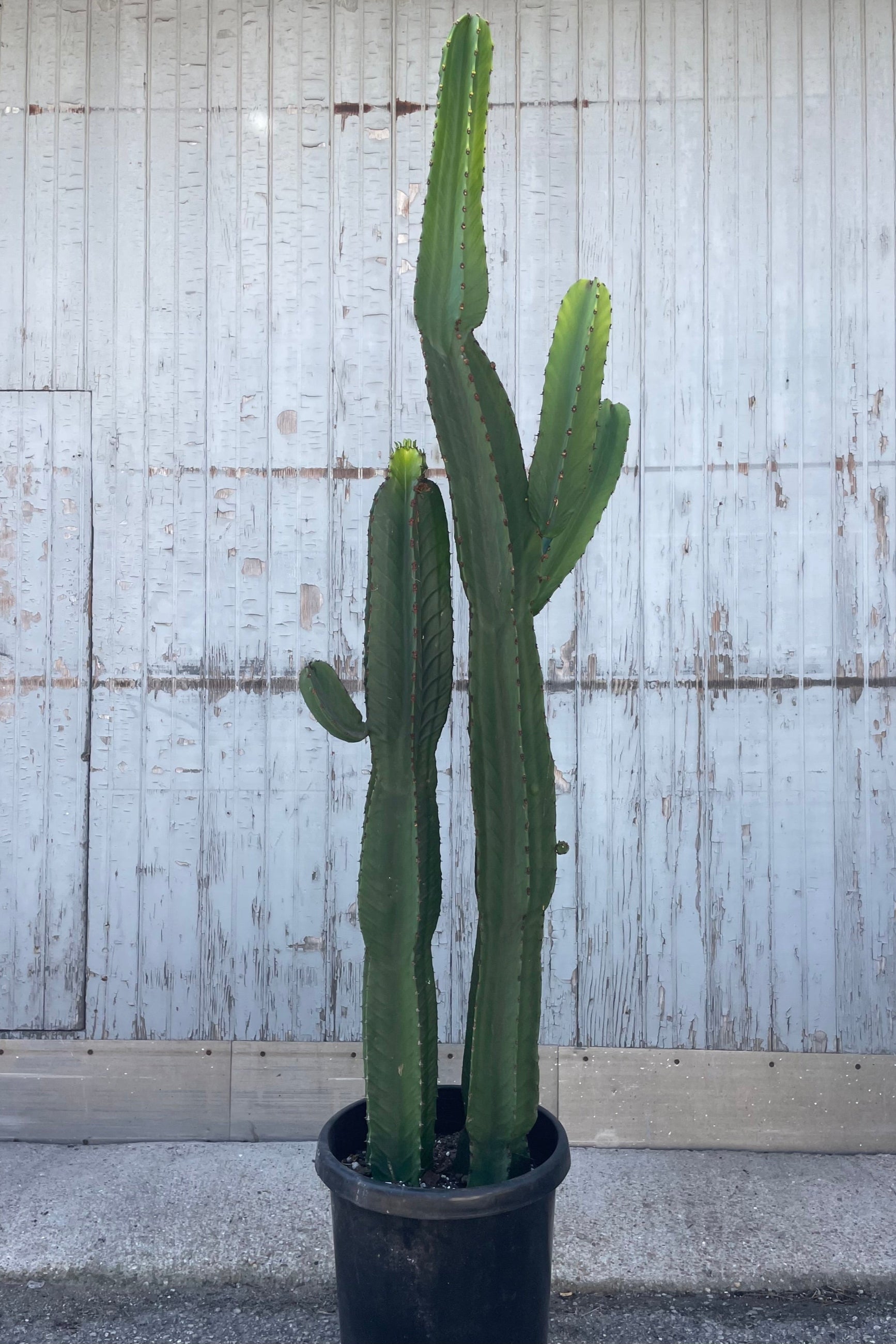 Photo of a tall green succulent in a black pot in front of a gray wall. The Euphorbia lactea plant is slender and tall with branching stems. ©Sprout Home