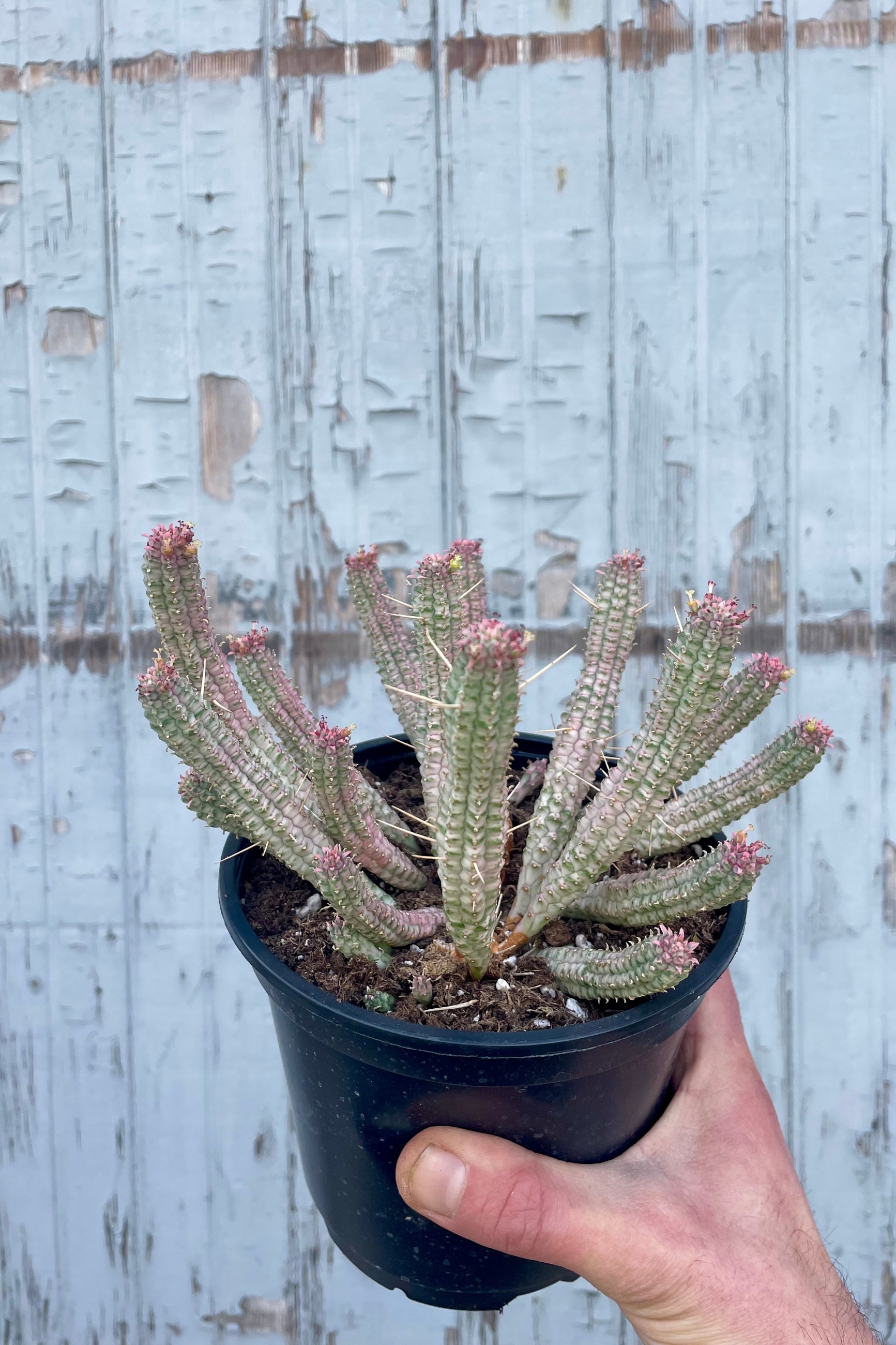 photo of a hang holding a plant. Photo shows the unique white stems and structure of Euphorbia mammillaris. Shown in a black pot in front of a gray wall. ©Sprout Home