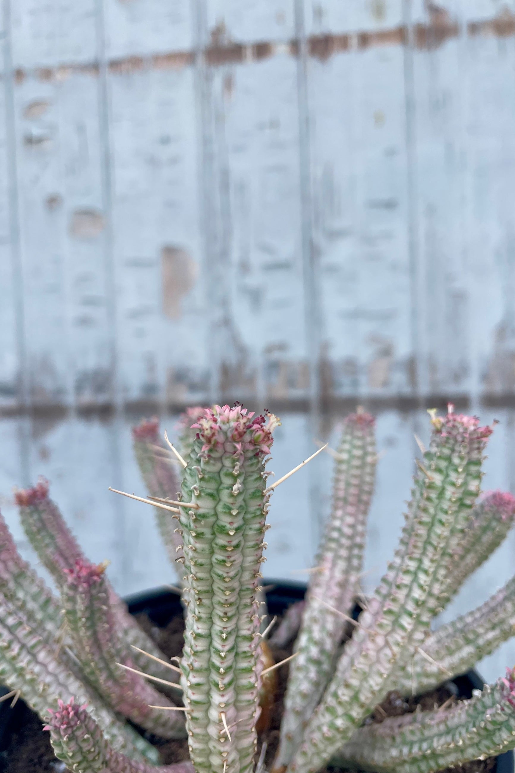 Close photo of the unique white stems and structure of Euphorbia mammillaris. Shown in a black pot in front of a gray wall. ©Sprout Home