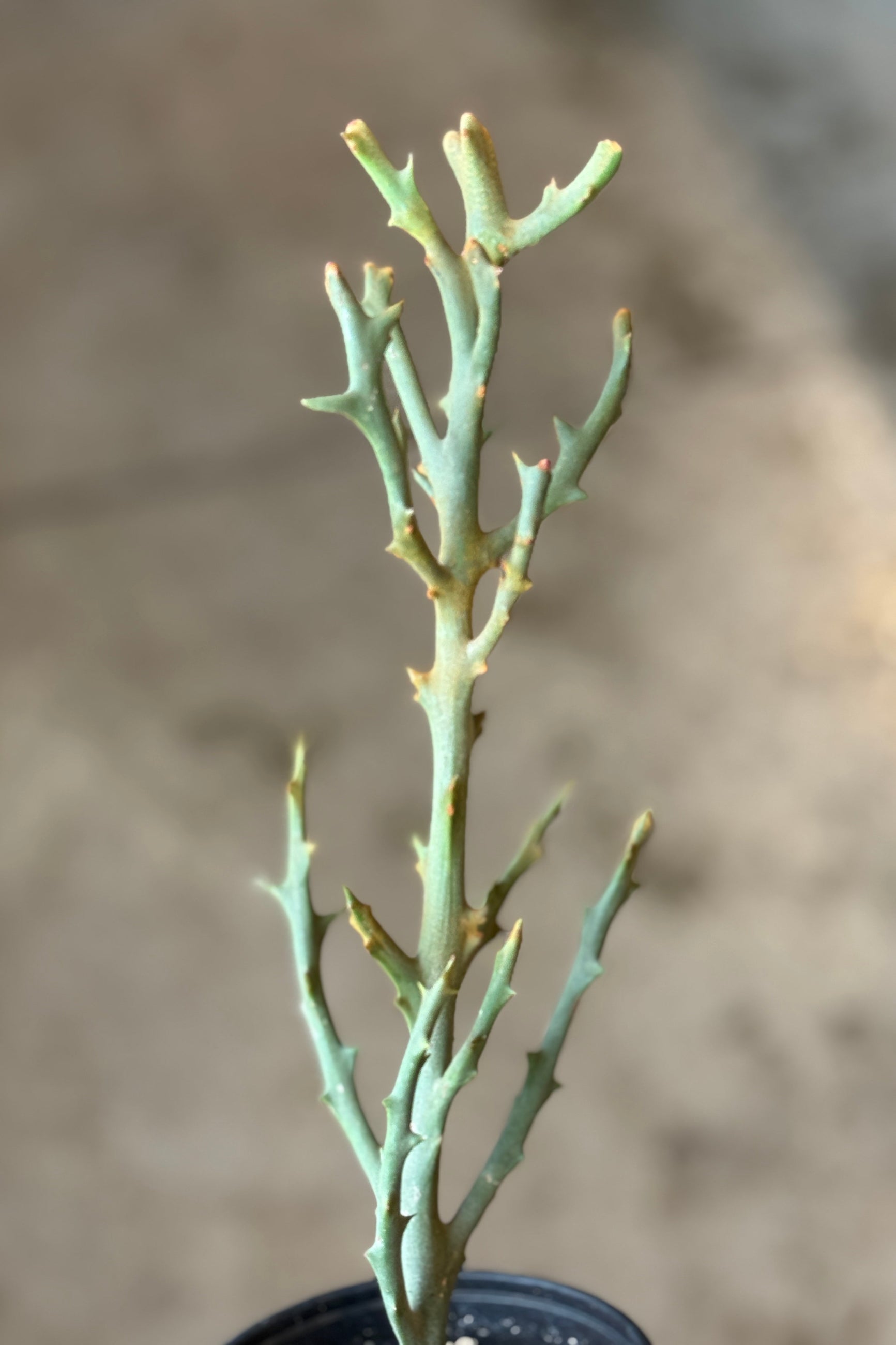 Tall, thin Euphorbia stenoclada with green leaves and brown stems against a blurred background ©Sprout Home