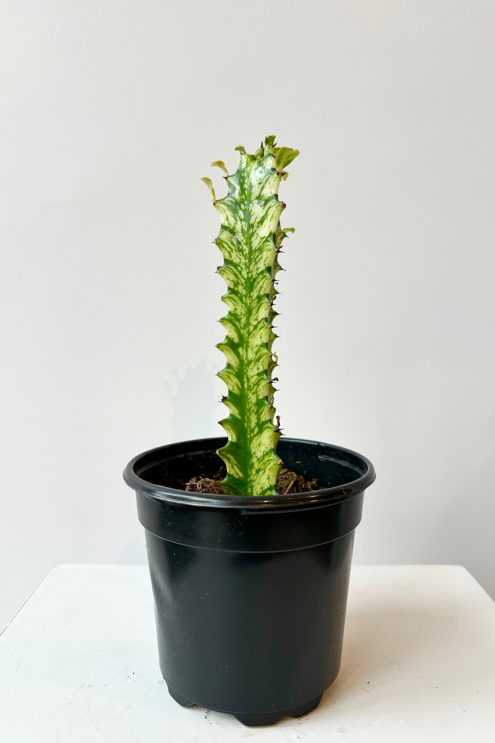 Euphorbia Trigona featuring yellow and green variegation along the trunk and leaves against white background. ©Sprout Home