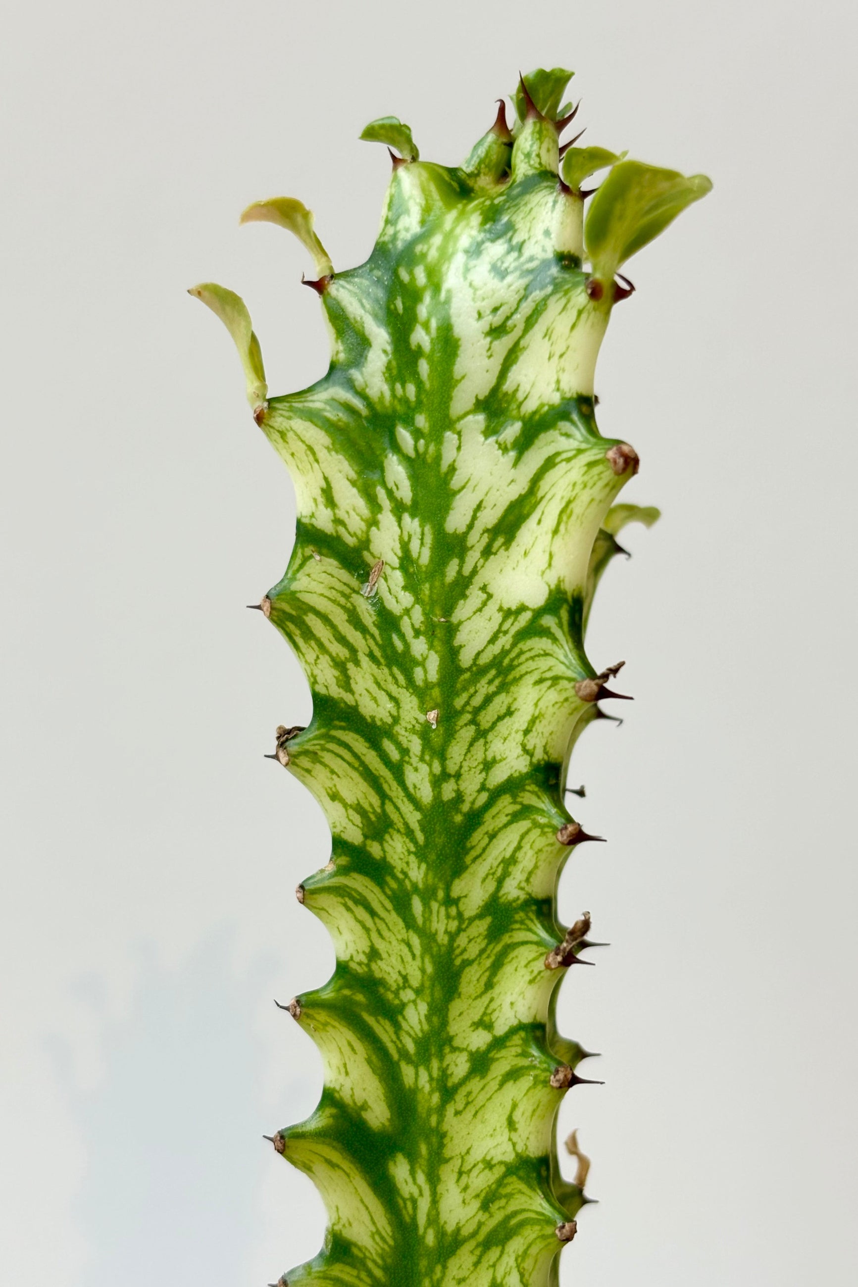 Close up of Euphorbia Trigona featuring yellow and green variegation along the trunk and leaves against white background. ©Sprout Home