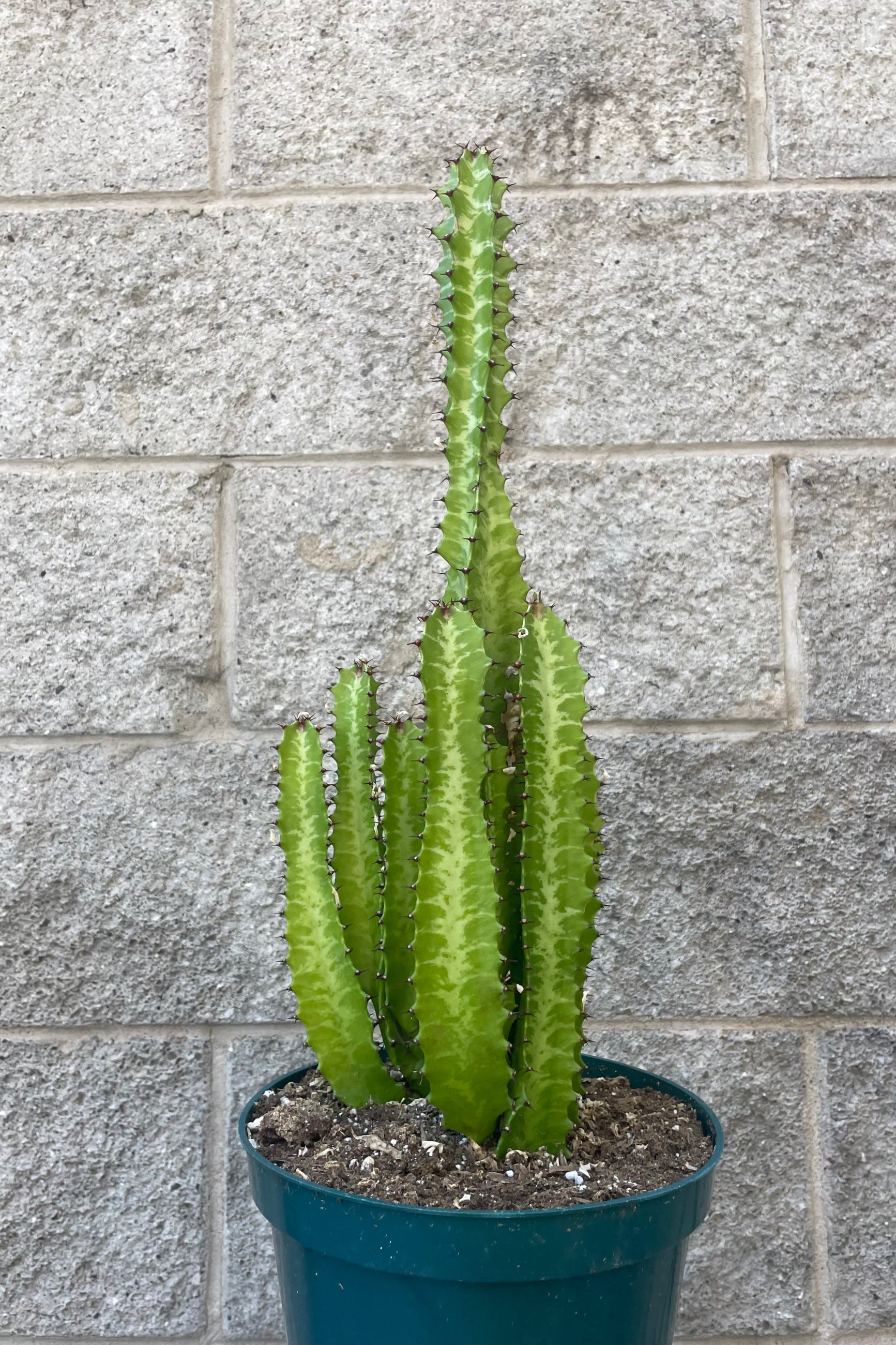 Photo of a succulent platn with upright stems of two tones of green in a green pot in front of a gray wall. Euphorbia trigona. ©Sprout Home