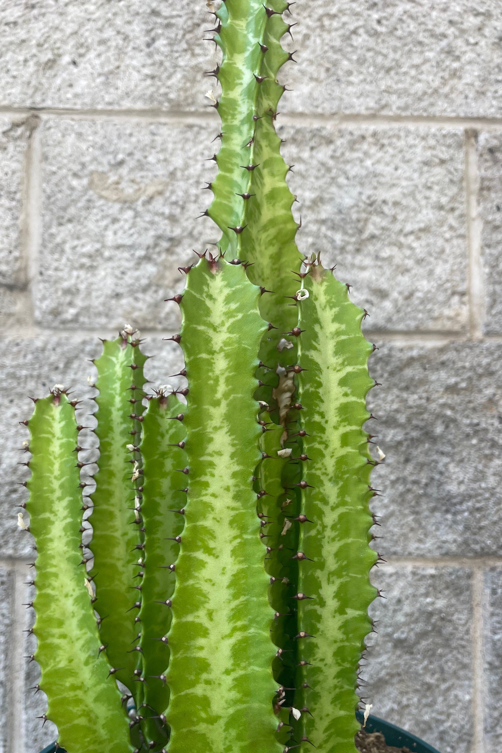 Close photo of a succulent plant with upright stems of two tones of green in front of a gray wall. Euphorbia trigona. ©Sprout Home
