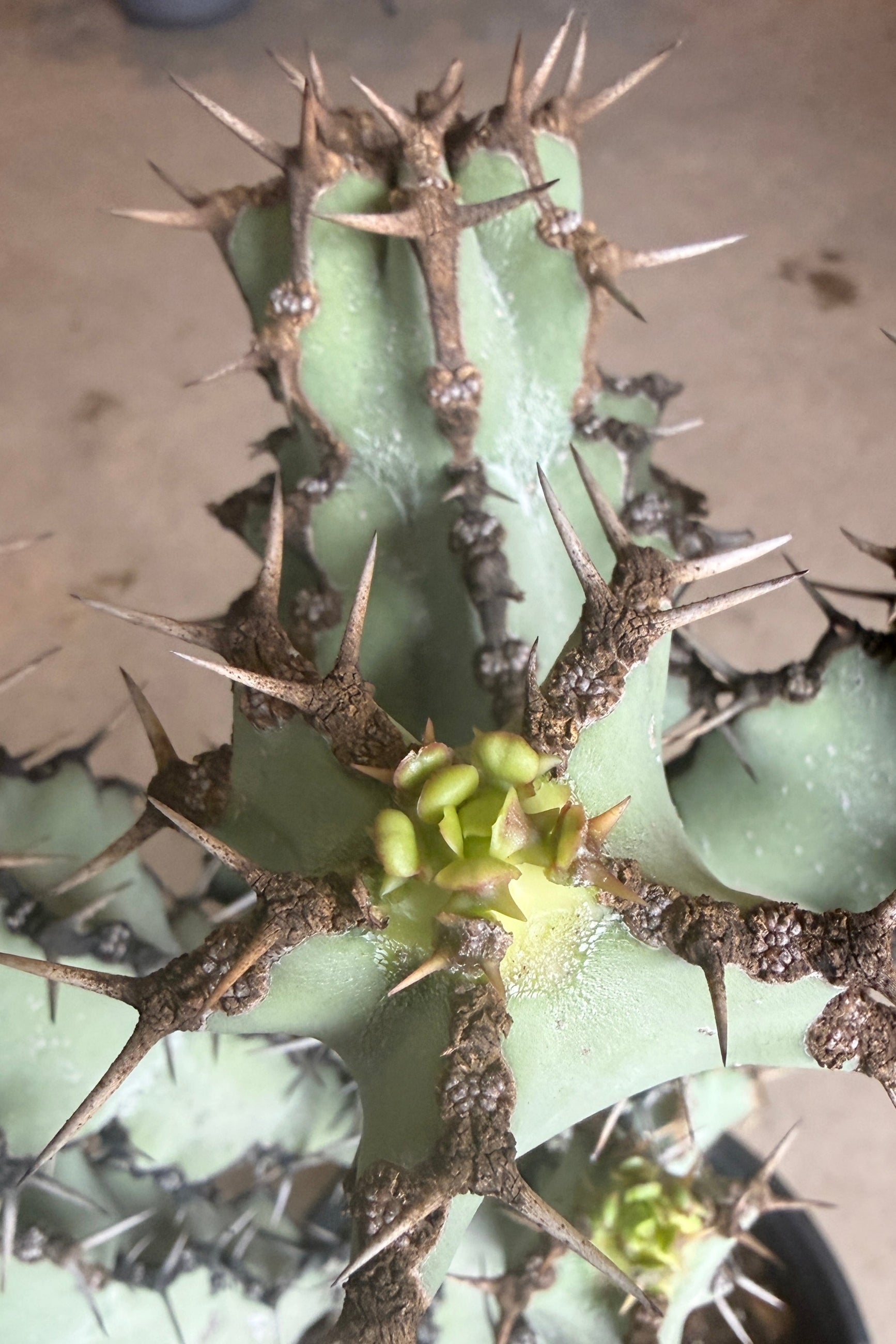 Close-up of a Euphorbia virosa plant with spines and green pads. ©Sprout Home