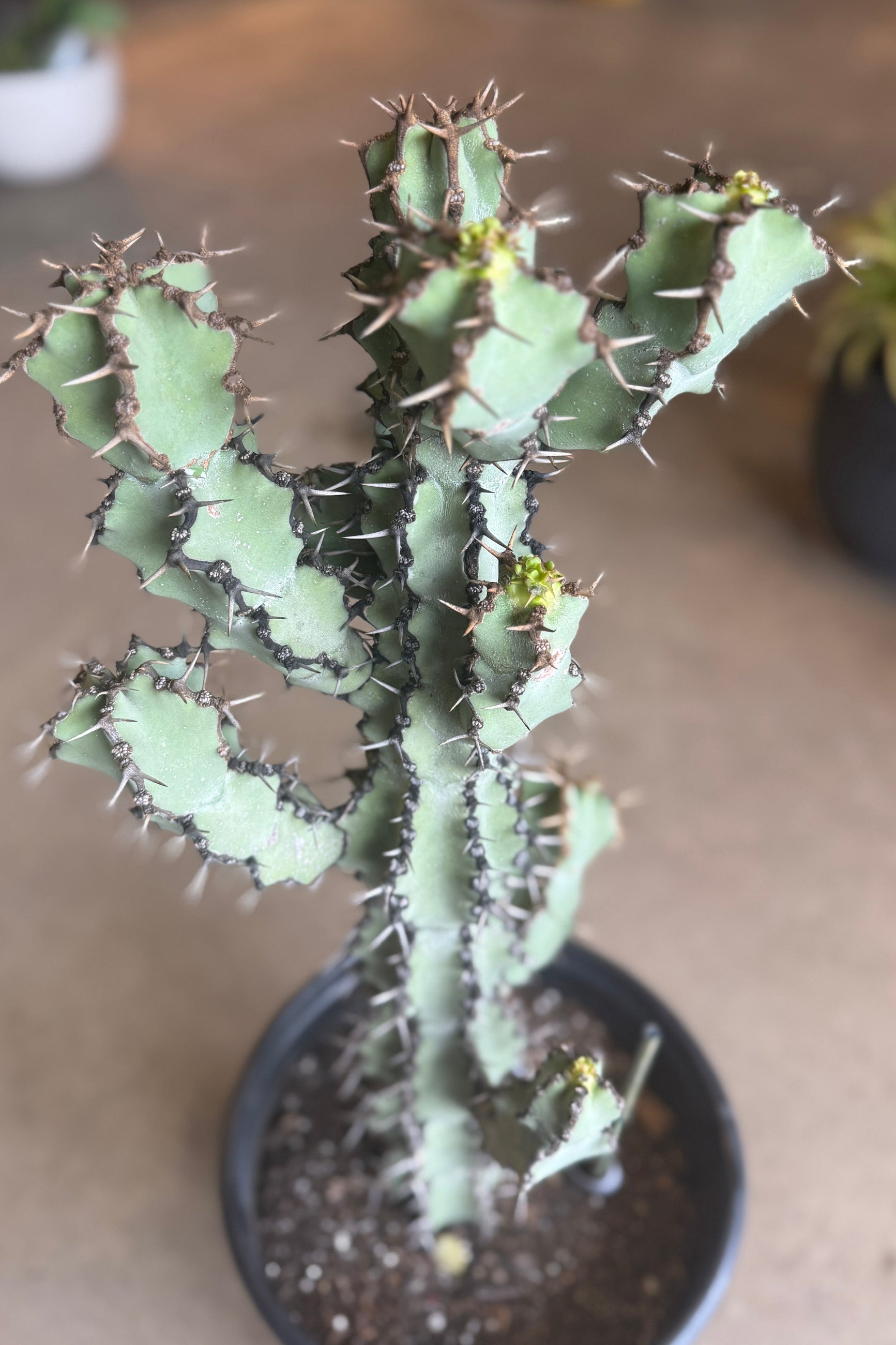 Potted Euphorbia virosa plant in a #5 growers pot with spines on a neutral background ©Sprout Home