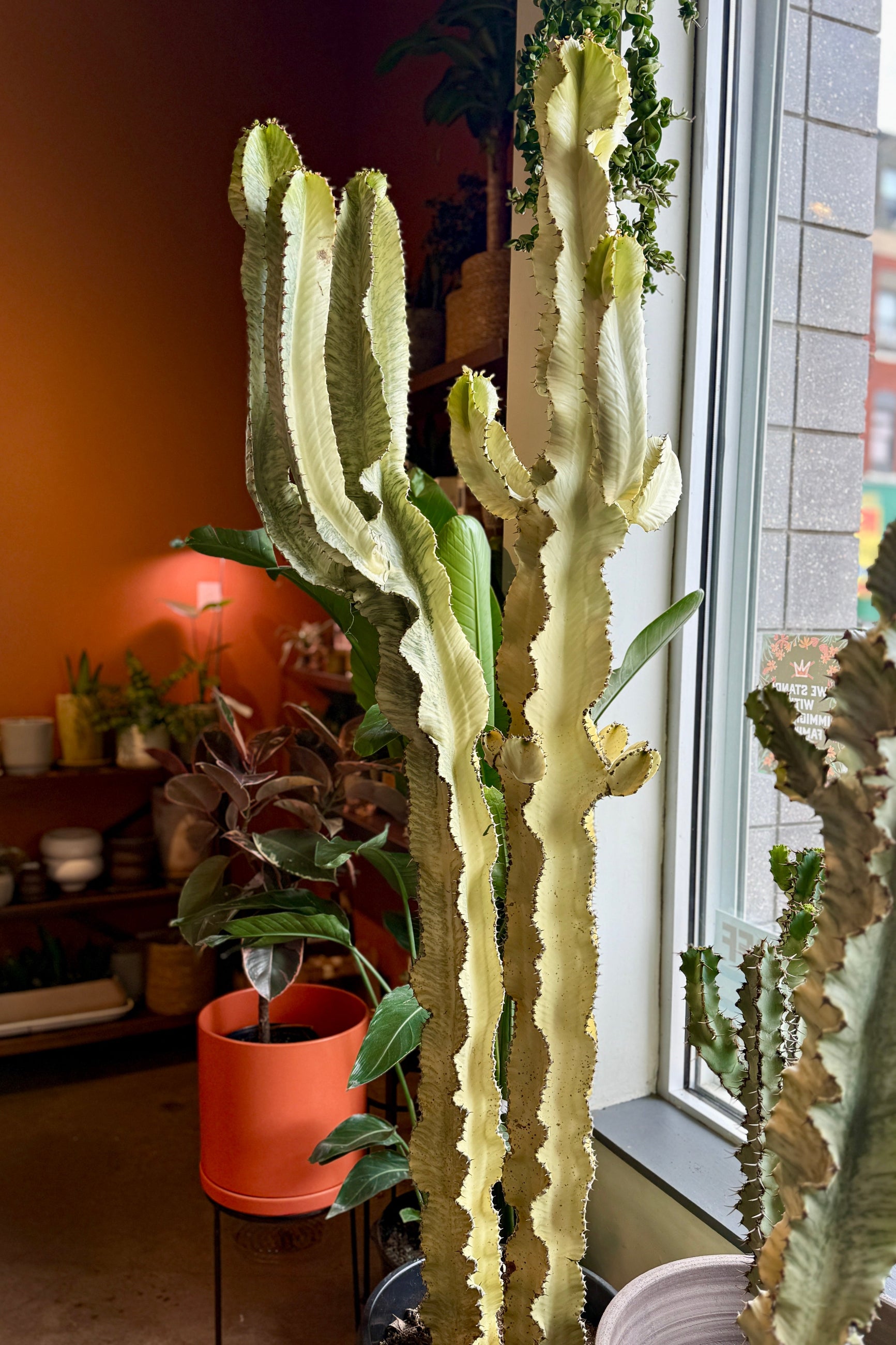 Tall Euphorbia ammak 'Variegata' #15 plant in a pot indoors with a window in the background ©Sprout Home