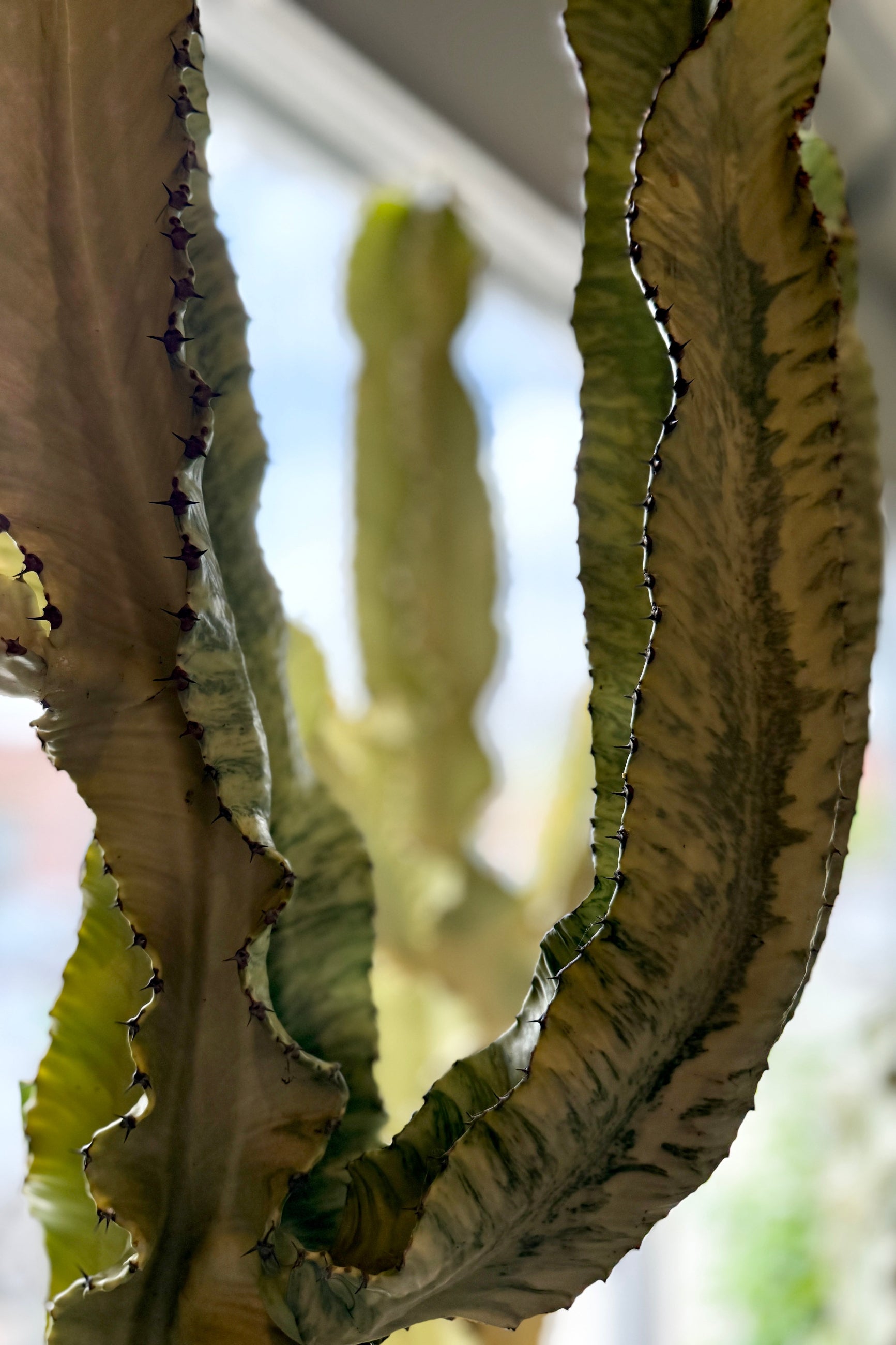 Close-up of a Euphorbia ammak 'Variegata' with a blurred background ©Sprout Home