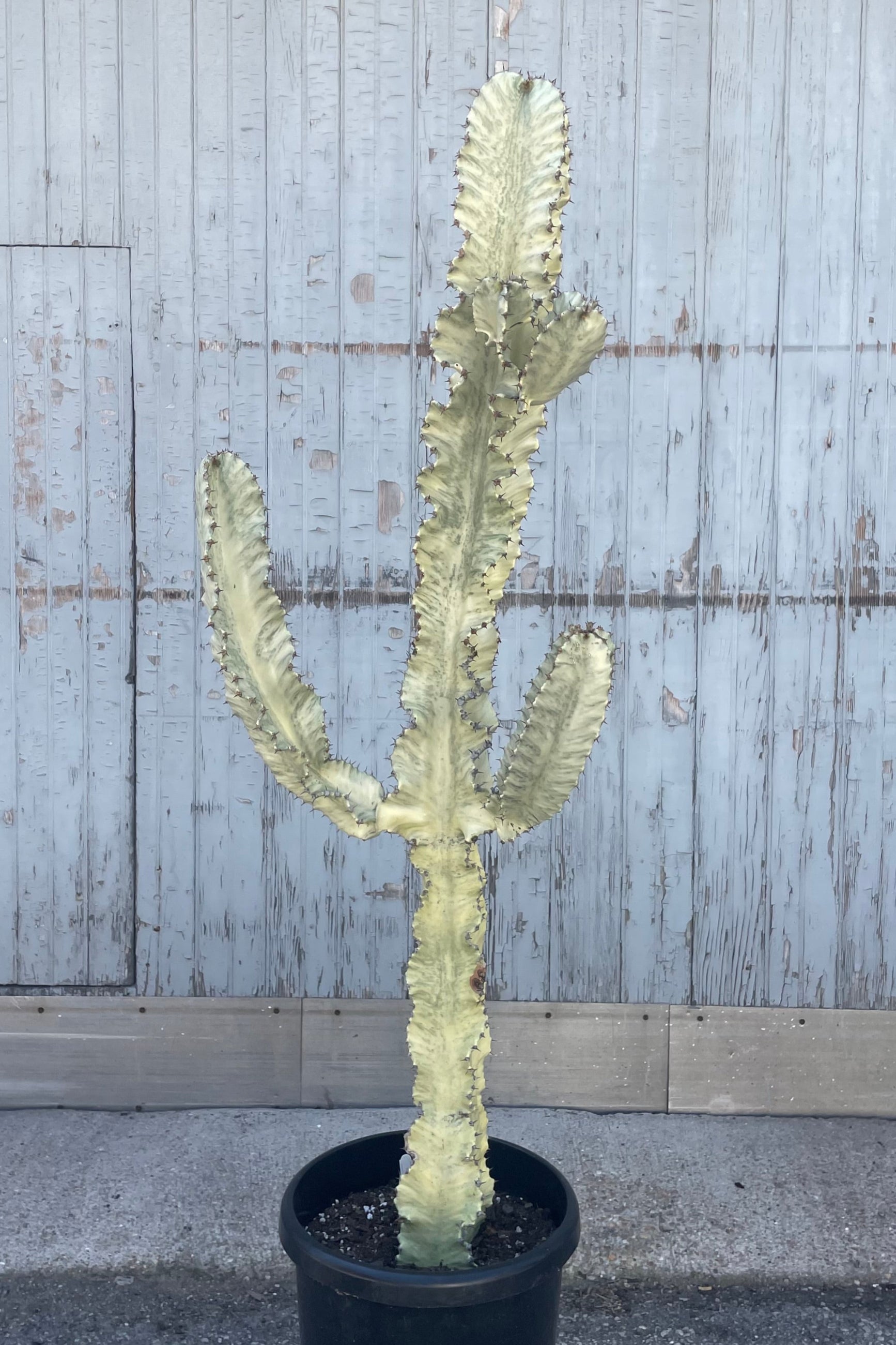 Large Euphorbia ammak variegated succulent in a black pot front of ca gray wall ©Sprout Home