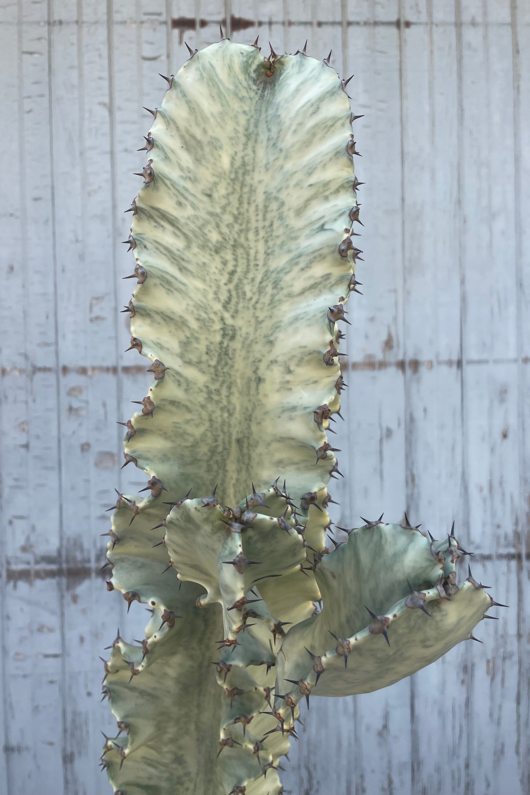 Close up of Euphorbia ammak with green and variegated stem and small spines in front of a gray wall. ©Sprout Home