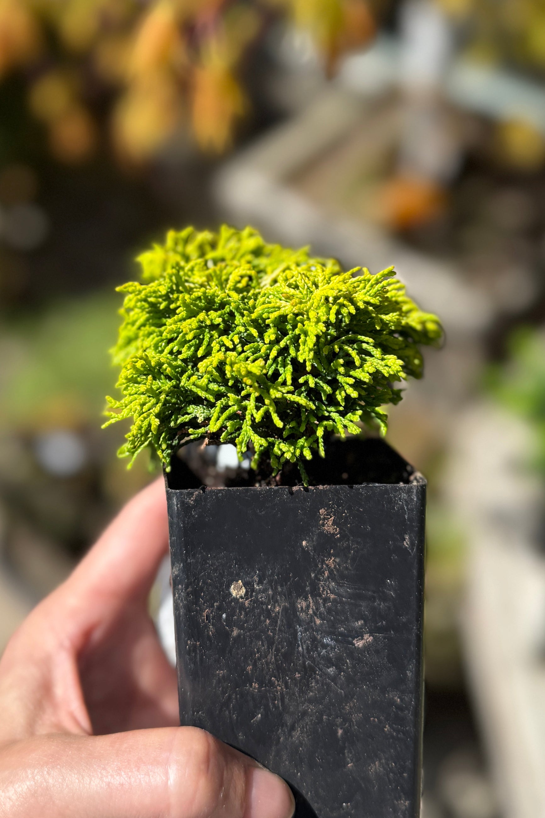 Miniature Chamaecyparis 'Butter Ball' ©Sprout Home