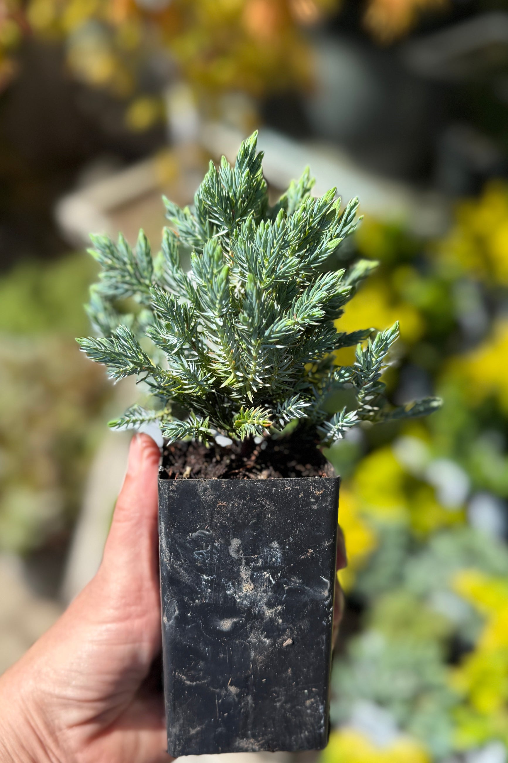 Miniature Juniper 'Blue Star' ©Sprout Home