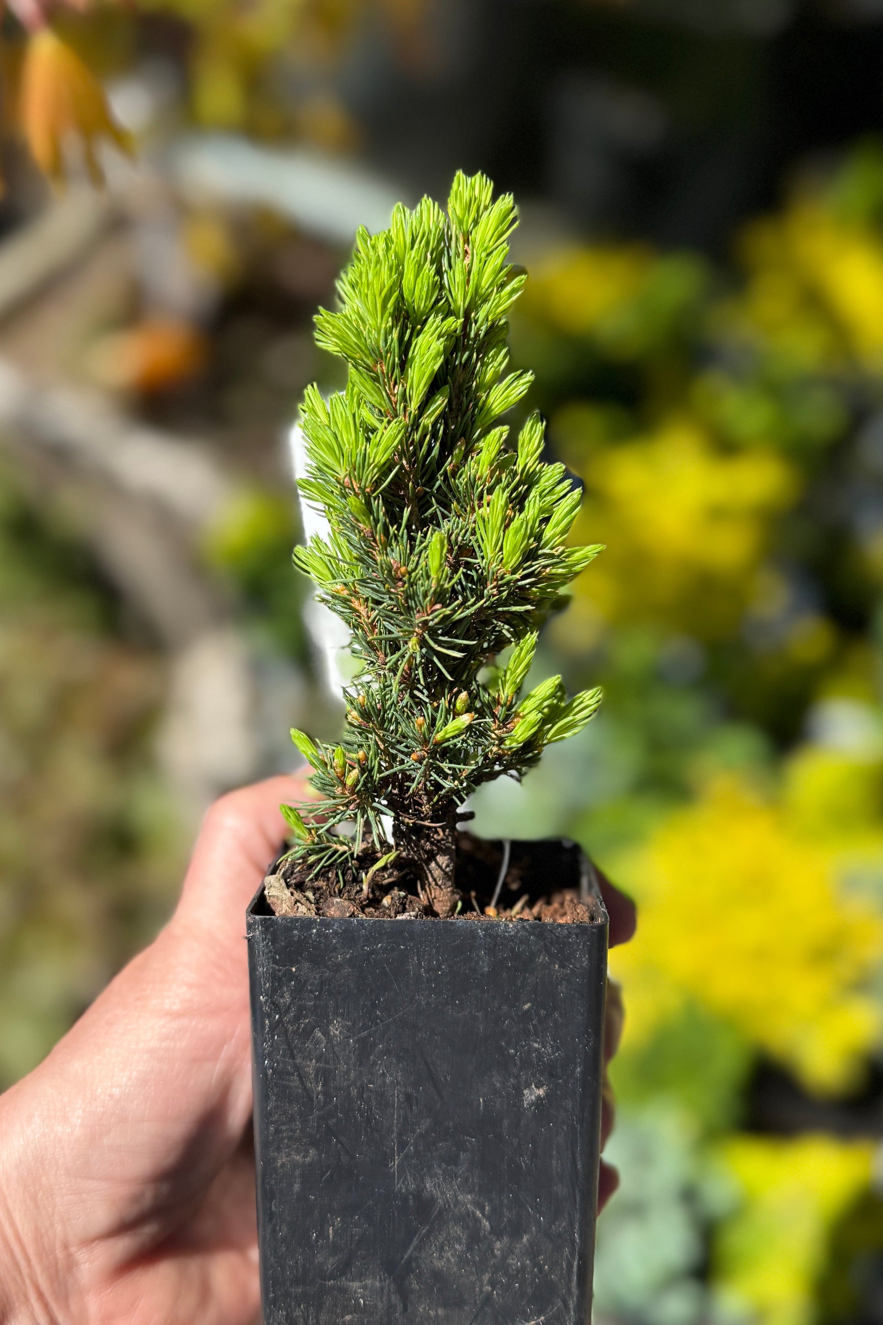 Miniature Picea 'Jean's Dilly' ©Sprout Home