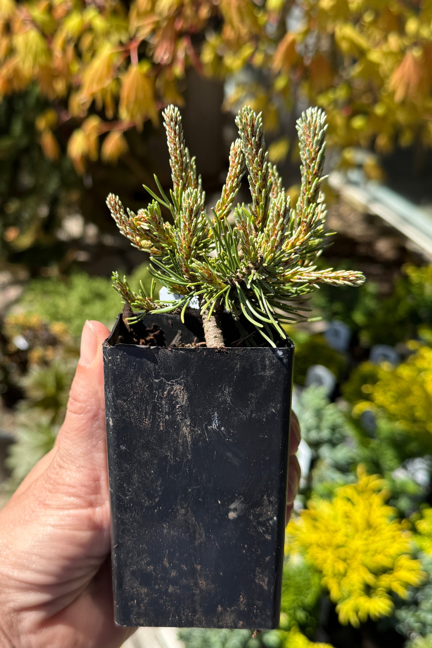 Miniature Pinus 'Slowmound' ©Sprout Home