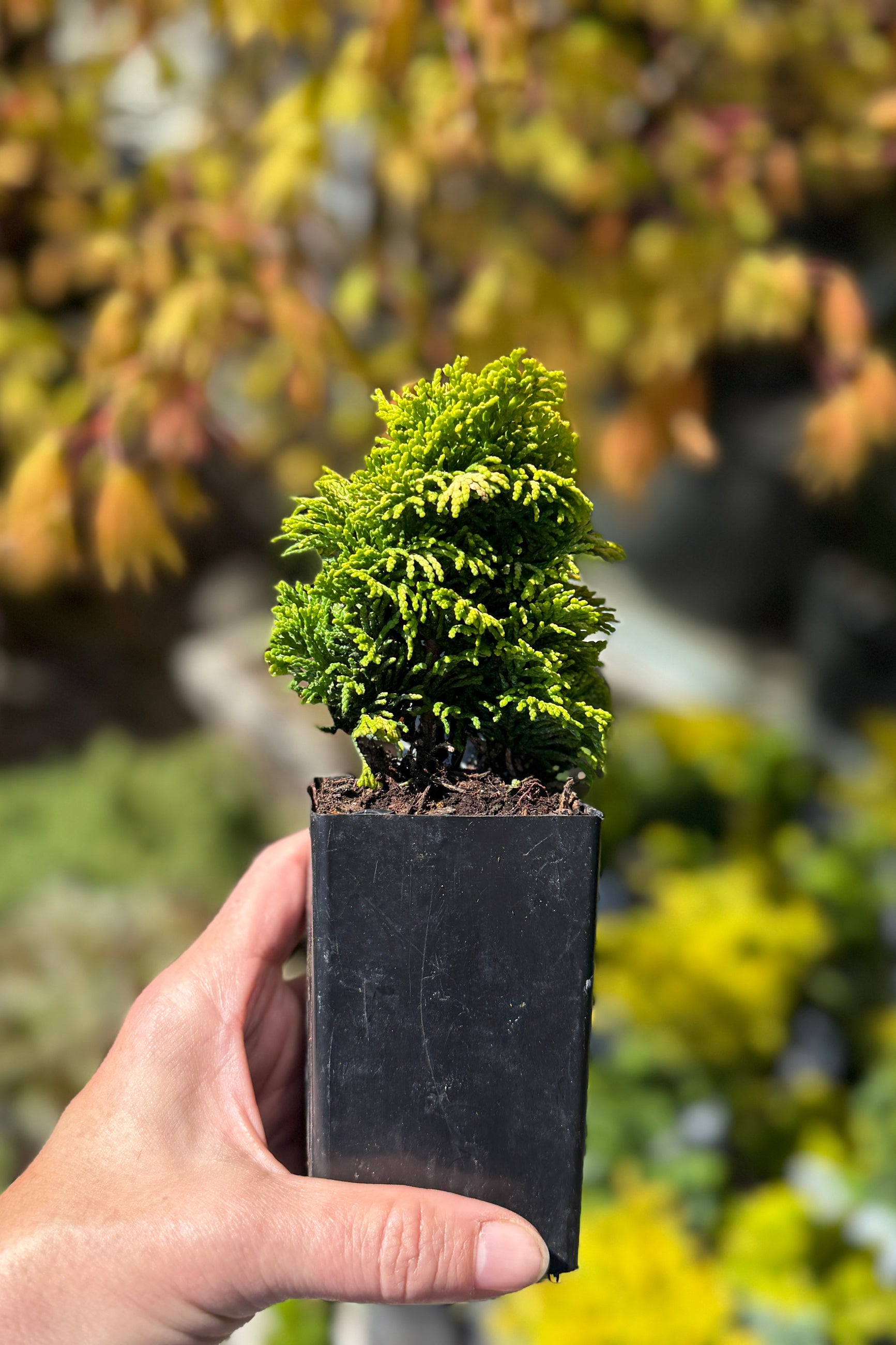 Miniature Chamaecyparis 'Nana Lutea' ©Sprout Home
