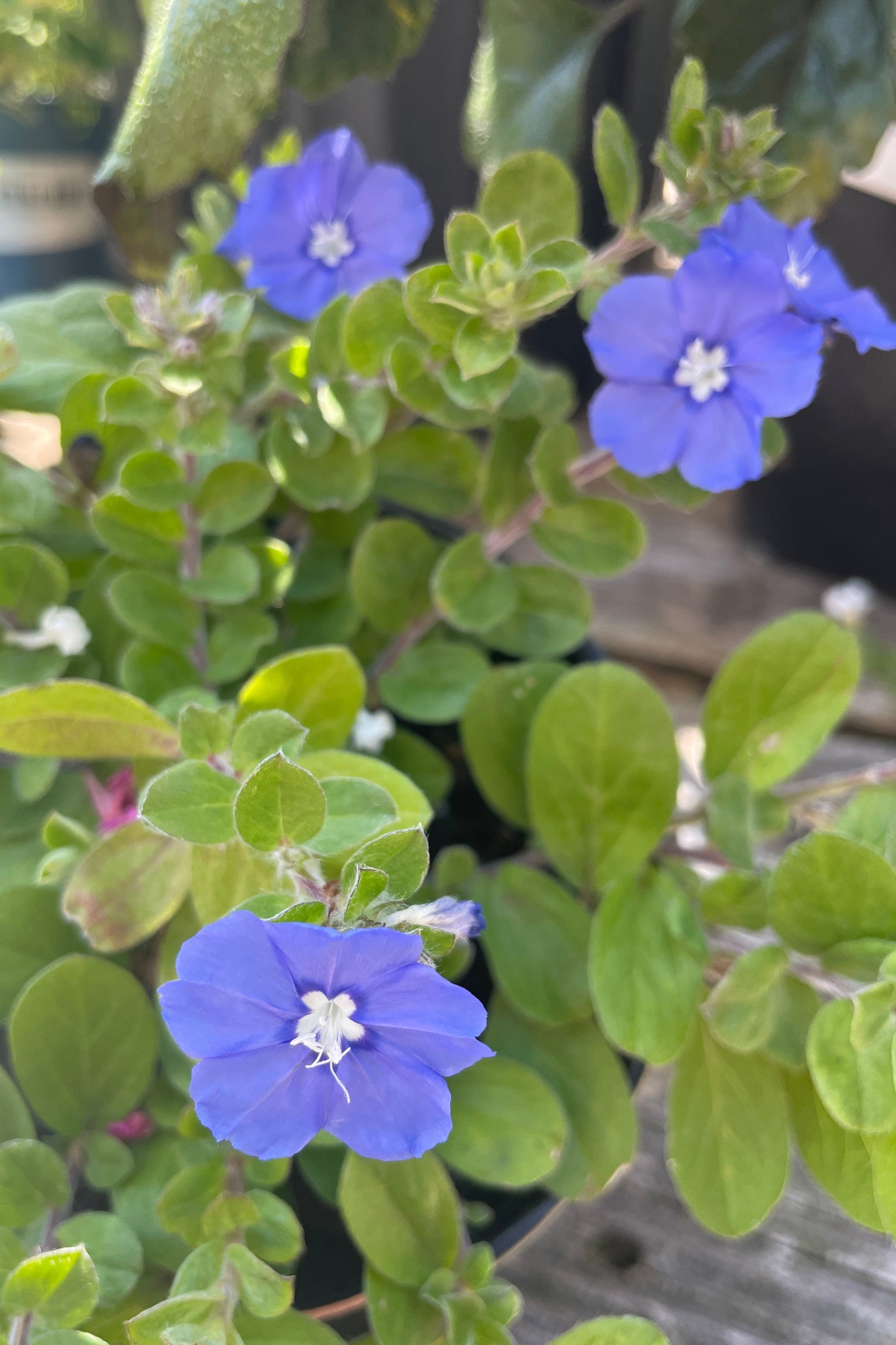 Evolvulus 'Beach Bum Blue' in bloom and up close with its blue flowers mid July at Sprout Home. ©Sprout Home