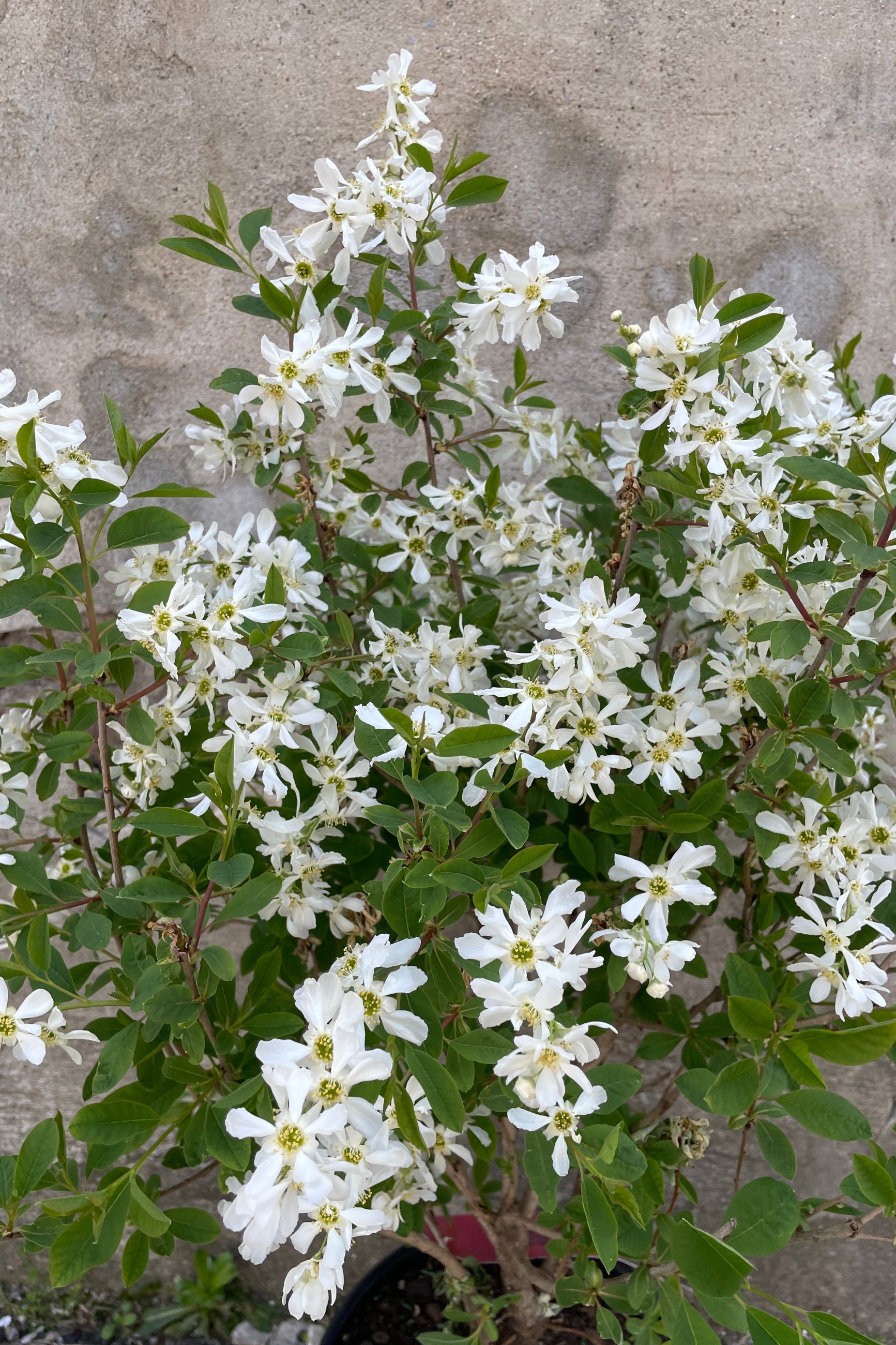 The Exochorda 'Lotus Moon' in full bloom up close showing its white flowers the middle of April. ©Sprout Home