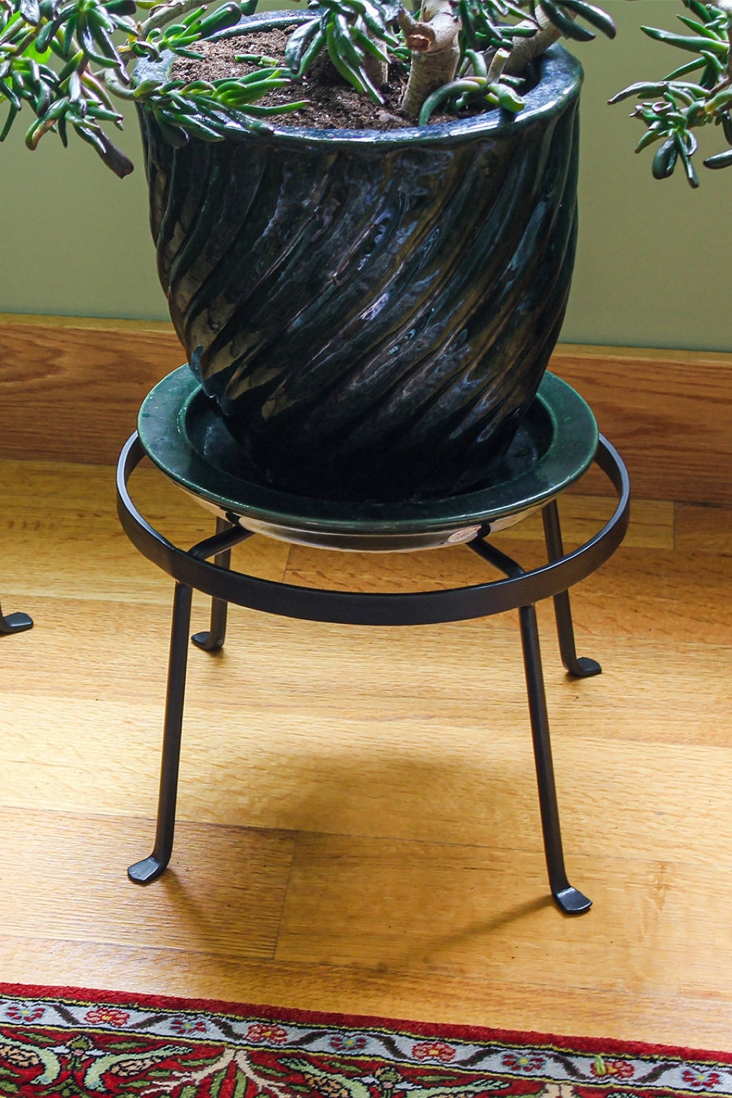 Black metal plant stands with potted plants on a wooden floor. ©Acela Designs