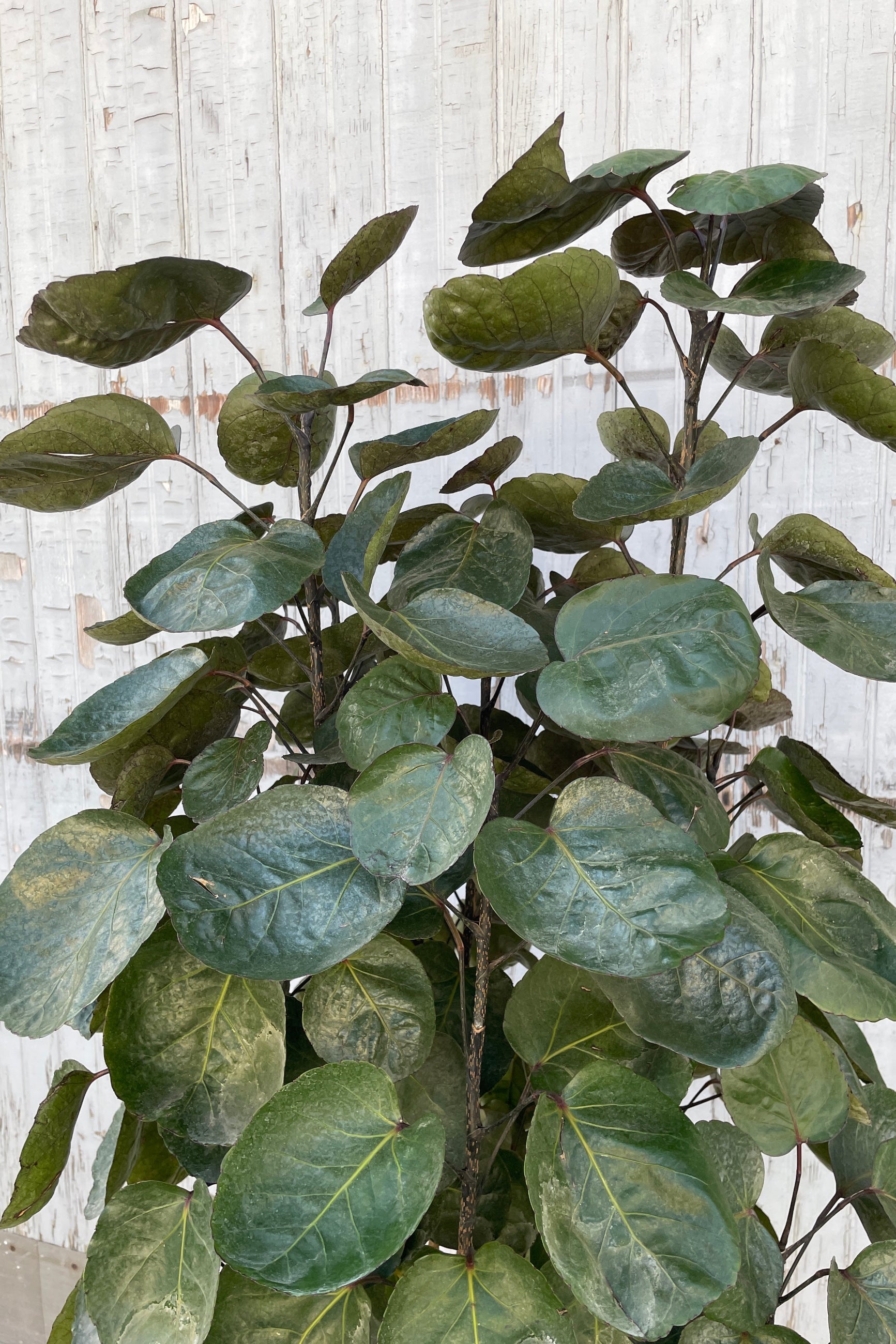 Fabian Aralia detail of the round dark green leaves at Sprout Home.