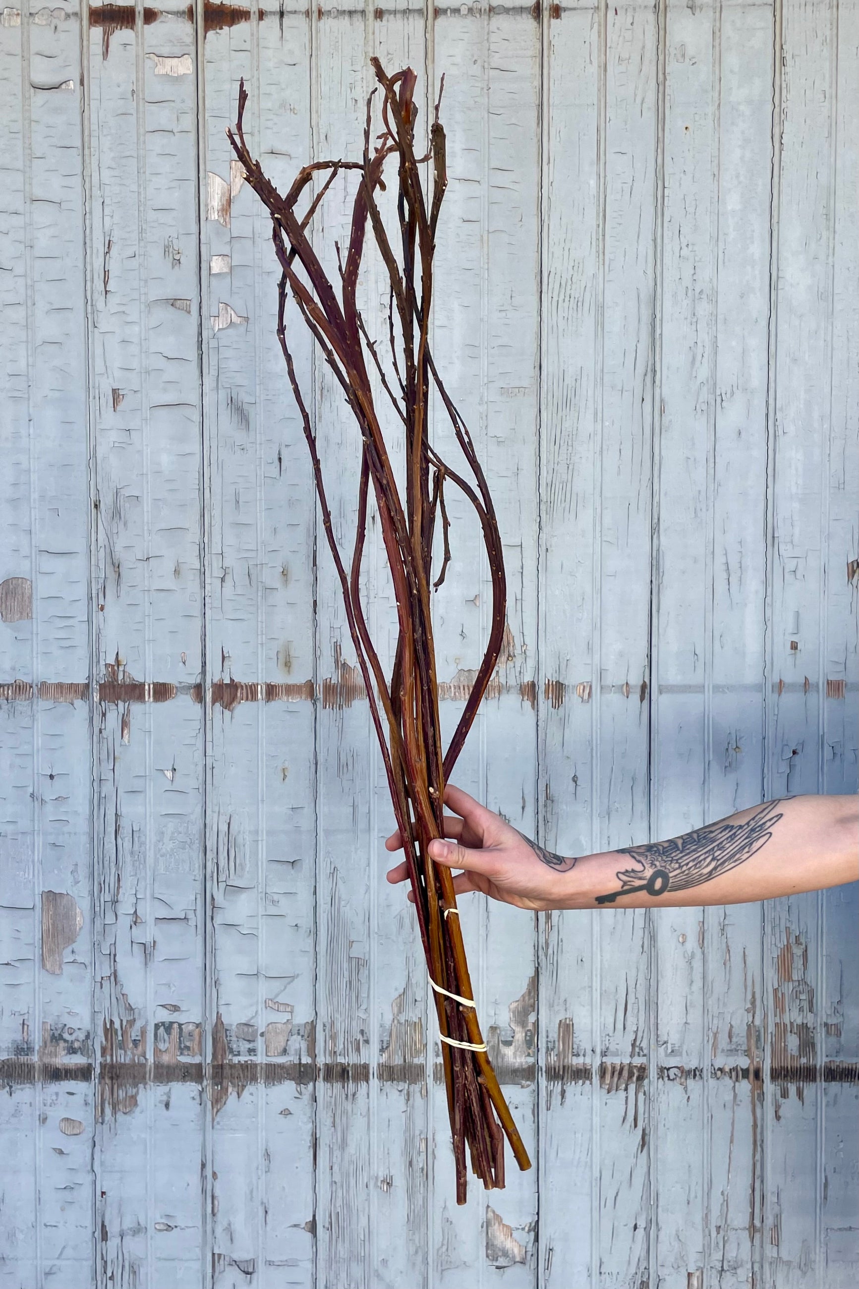Photo of a hand holding a bunch of fantail willow sticks in front of a gray wall. The stick are warm brown with undulating and curling shapes. ©Sprout Home