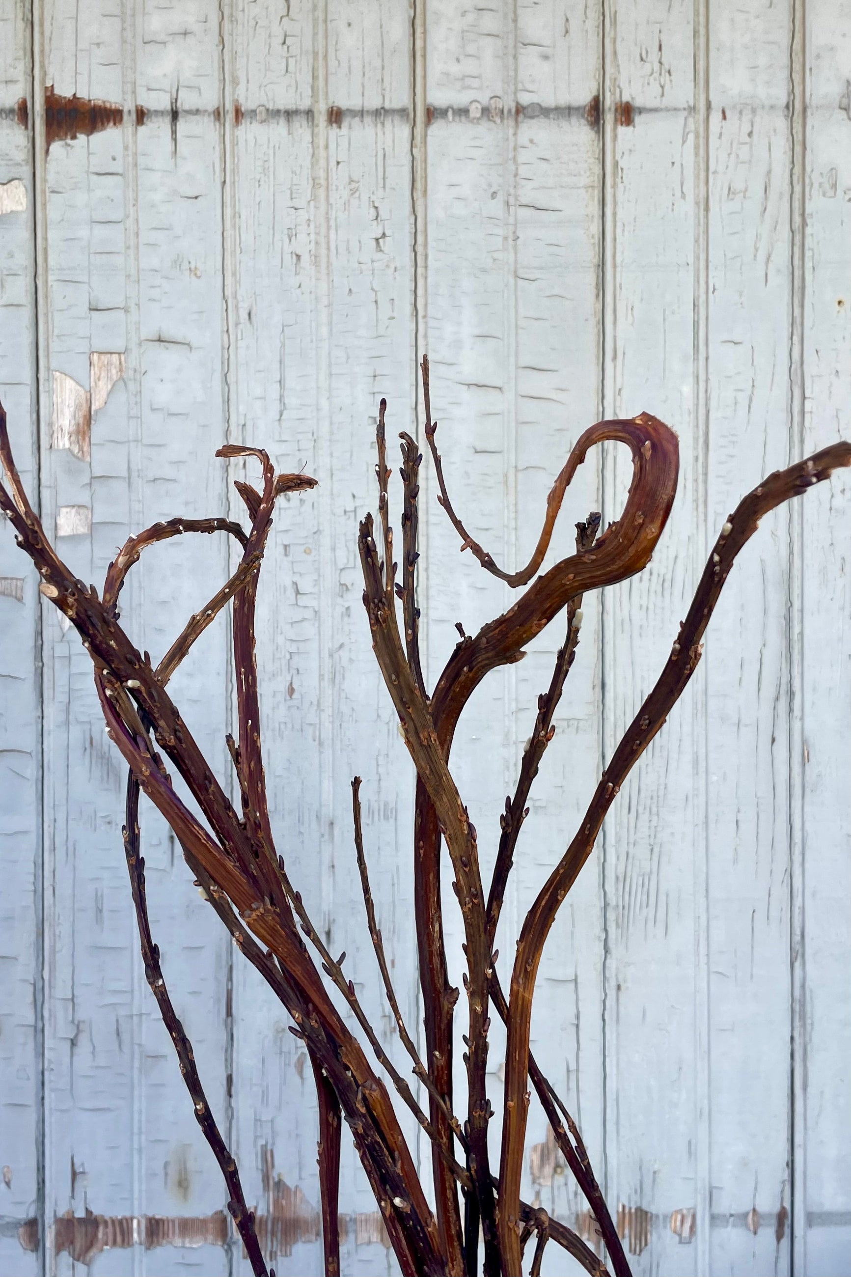 Close up photo of a bunch of fantail willow sticks in front of a gray wall. The stick are warm brown with undulating and curling shapes. ©Sprout Home
